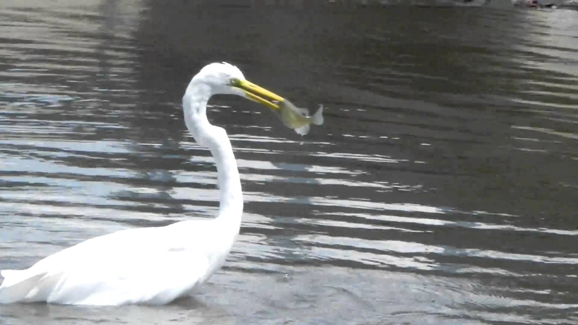 Crane catching a fish!!! - YouTube