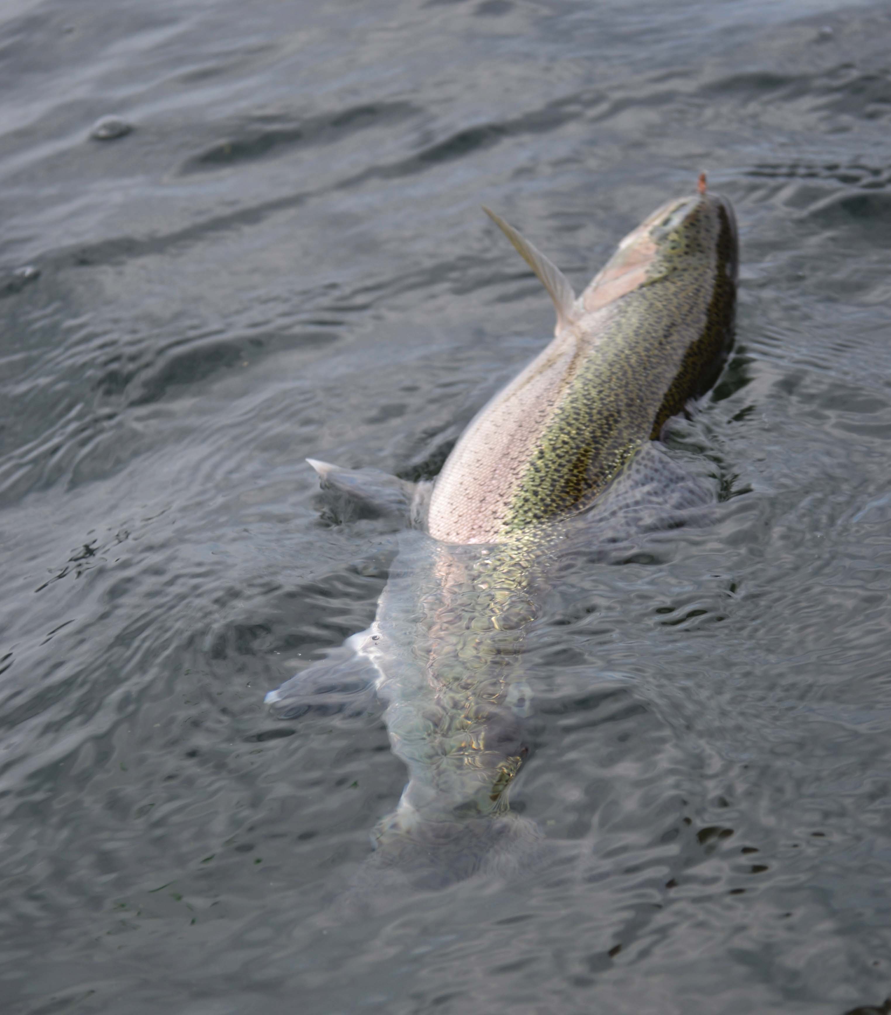 September fishing at Crane Prairie Reservoir | The Caddis Fly ...