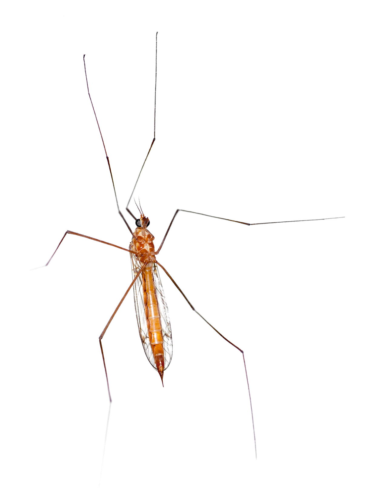 Startling Facts About Daddy Long-legs Spiders