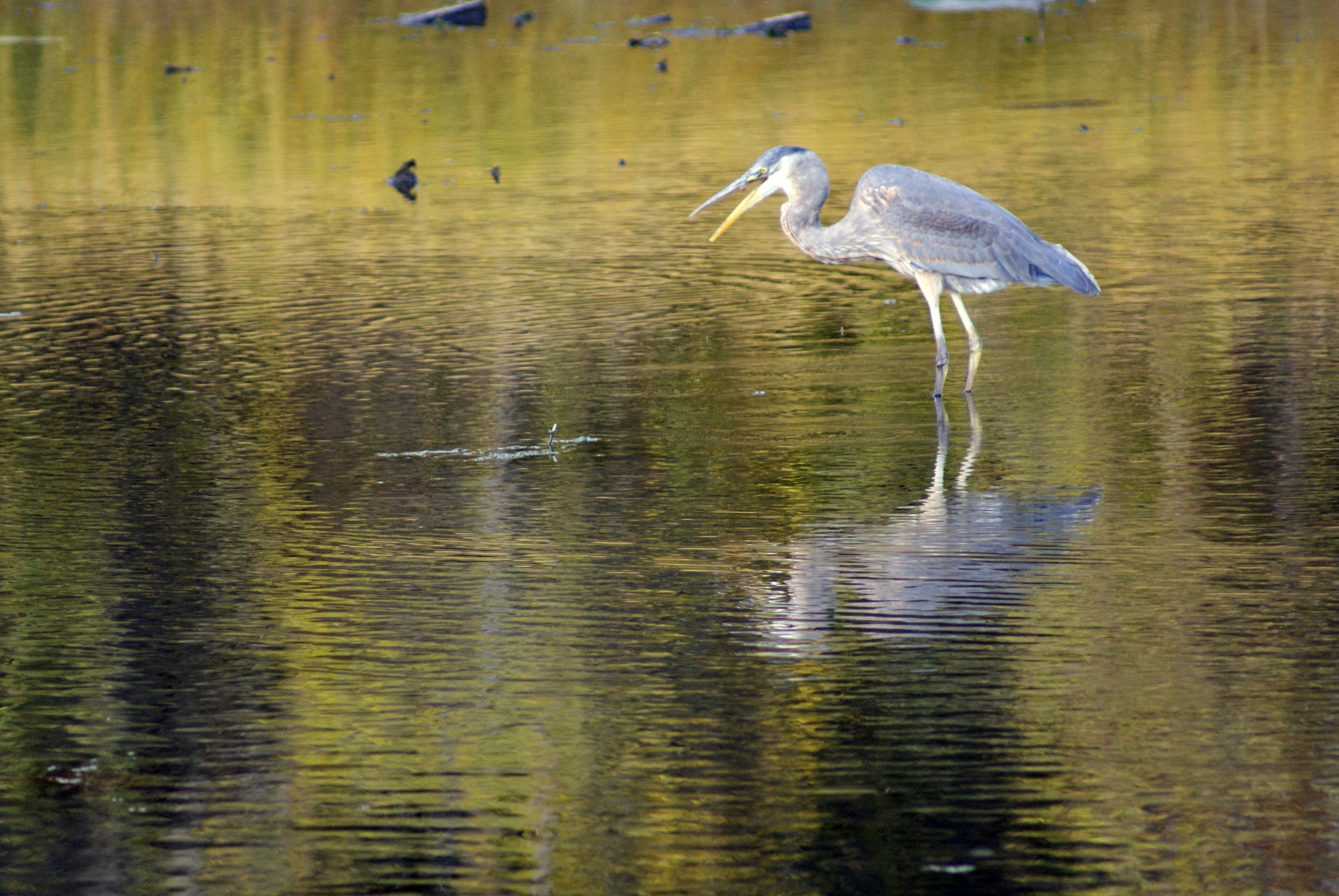 Crane in shallow waters photo