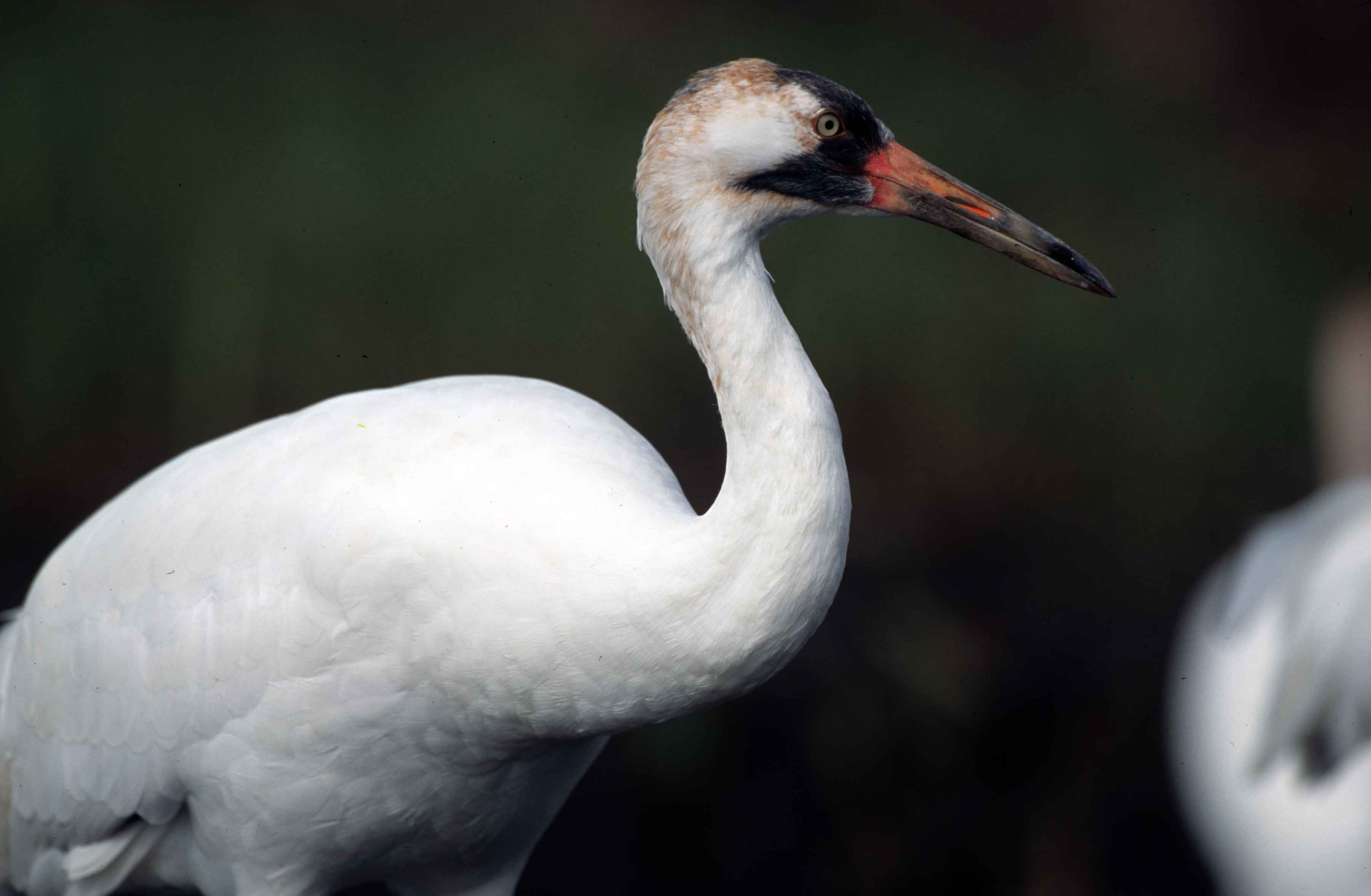 Free picture: up-close, white, whooping, crane, bird, grus, Americana