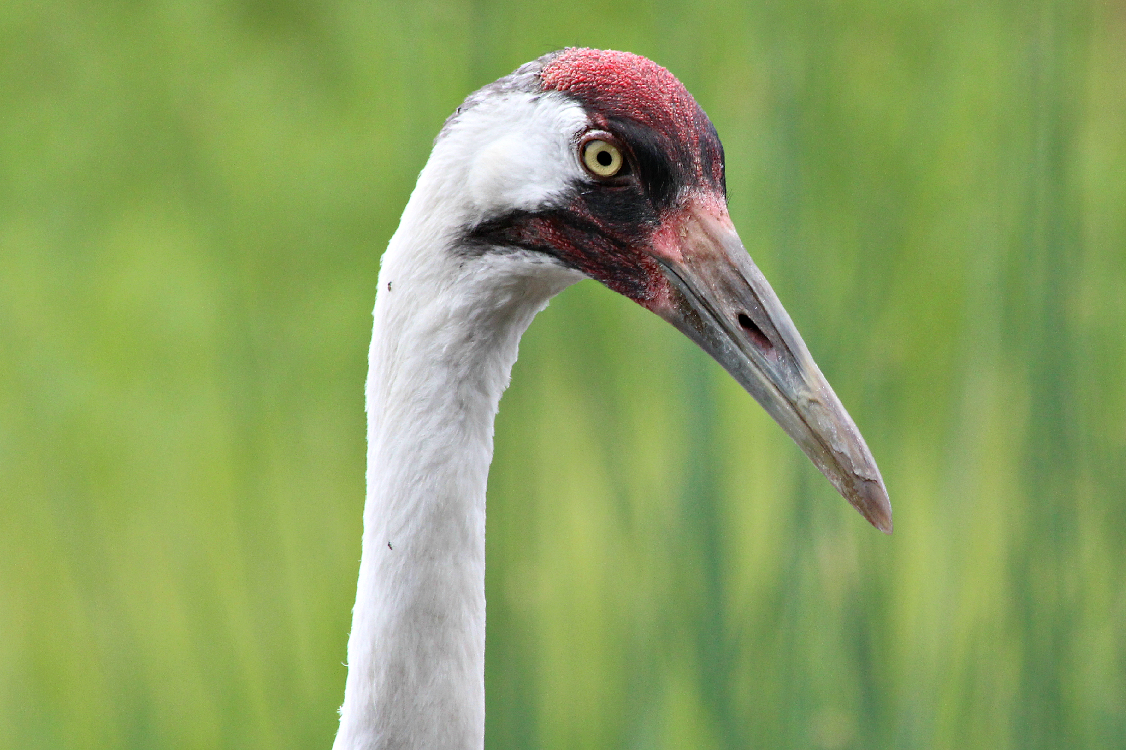 Whooping Crane, up close | BirdNote