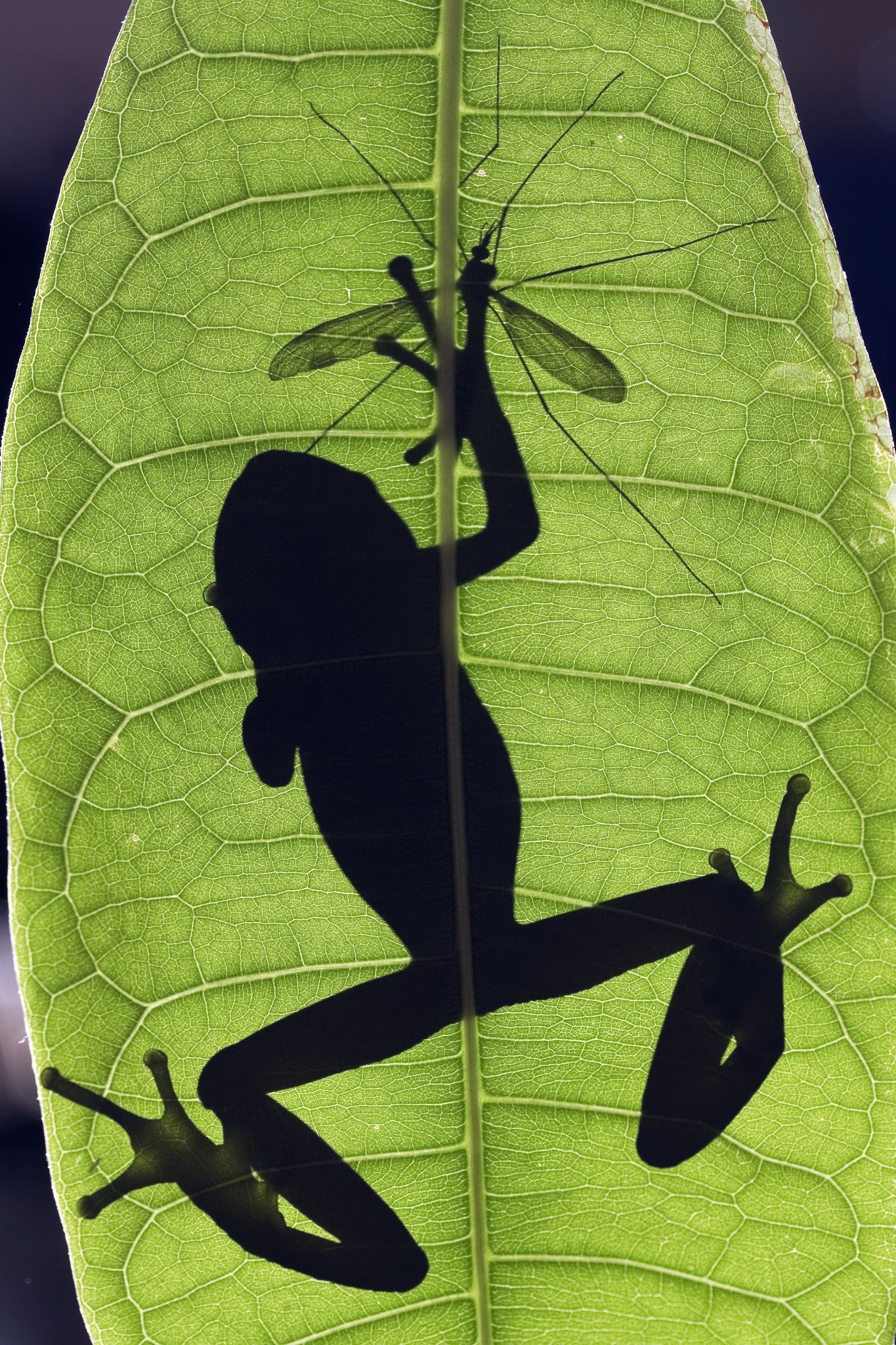 Photo Frog catching cranefly silhouette by William Lee on 500px | I ...