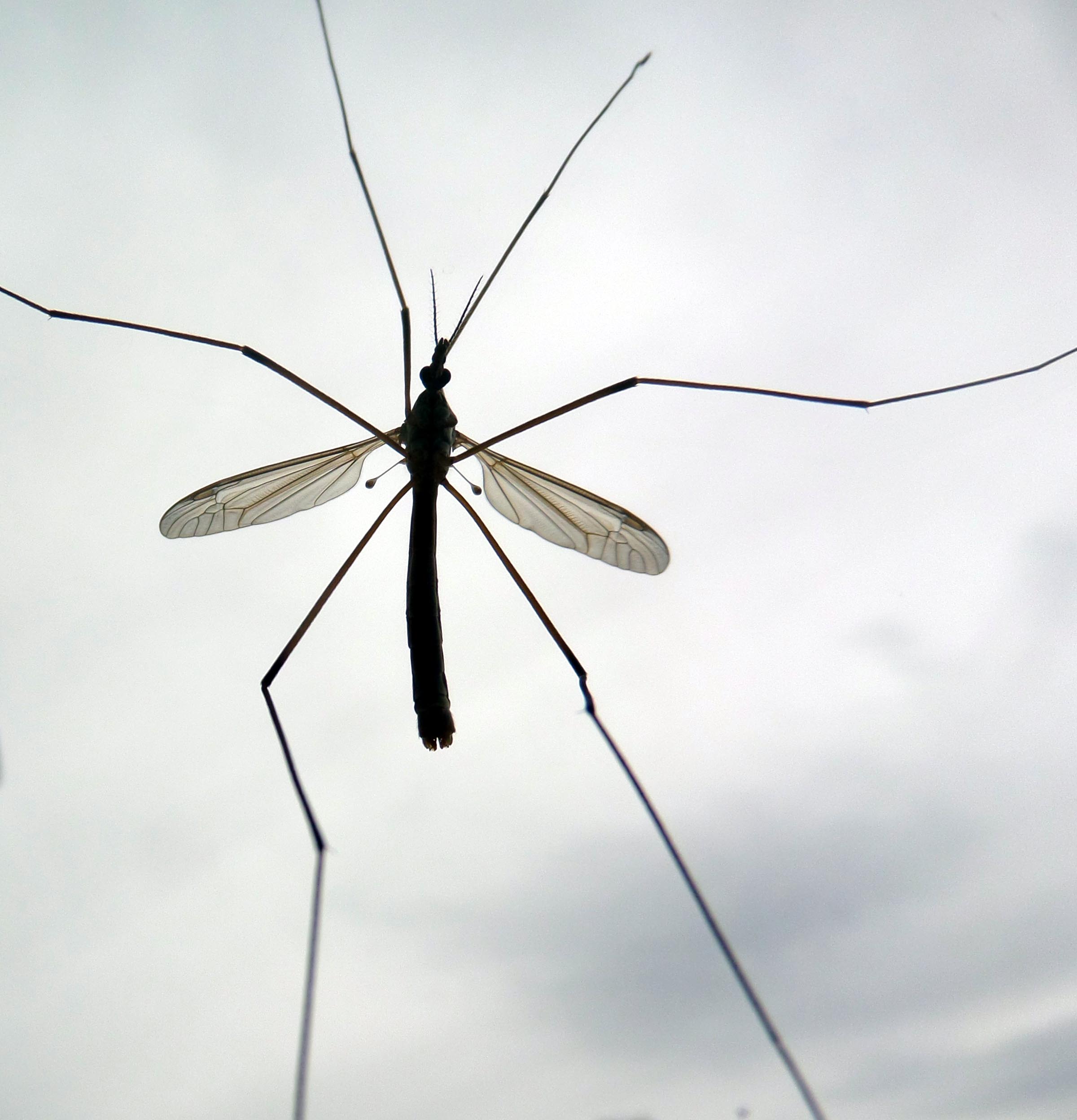 Cranefly - silhouette, Bug, Crane, Daddy, Fly, HQ Photo