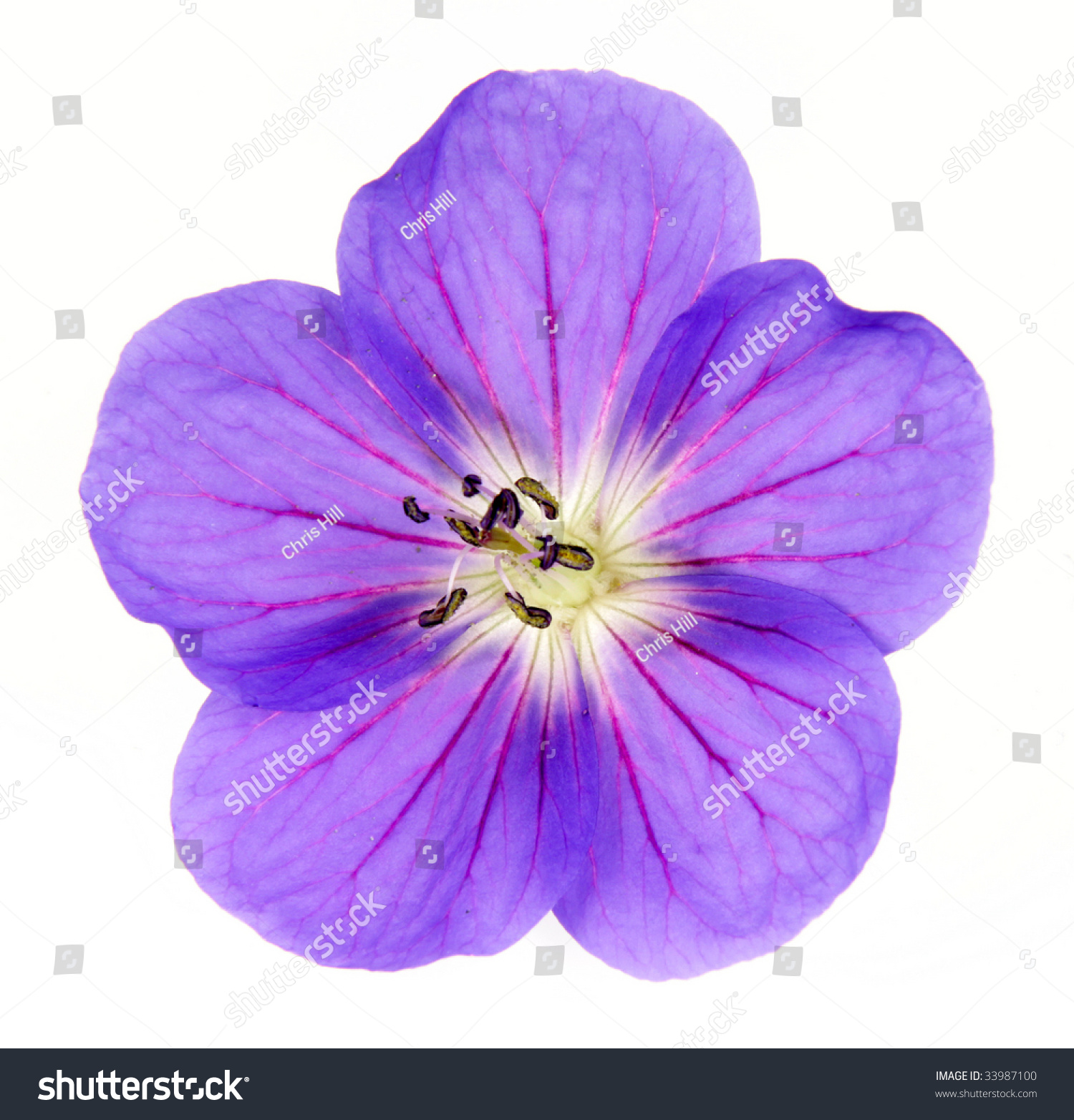 Closeup Purple Cranes Bill Flower Stock Photo (Edit Now)- Shutterstock