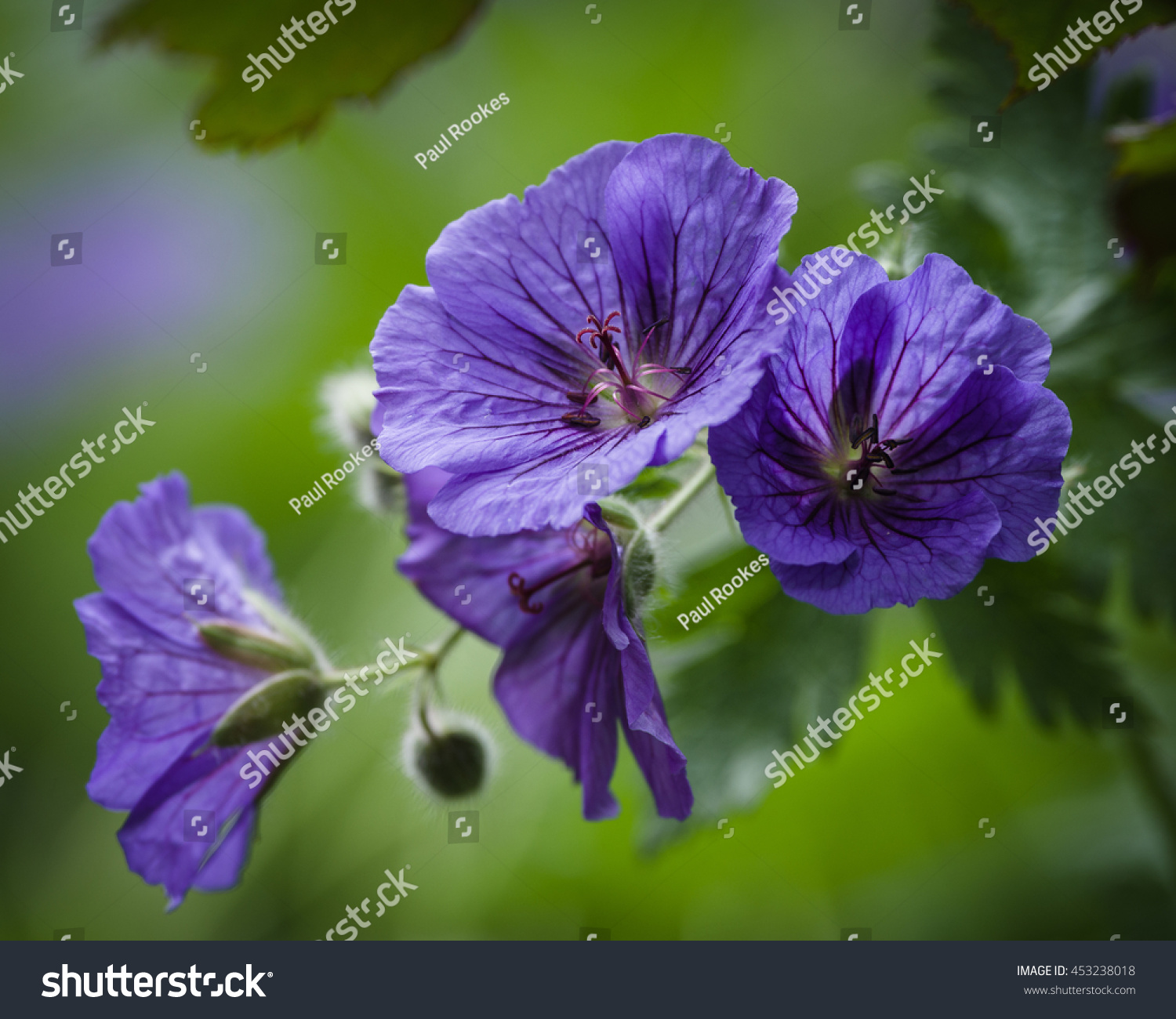 Geranium Genus 422 Species Flowering Annual Stock Photo (Royalty ...