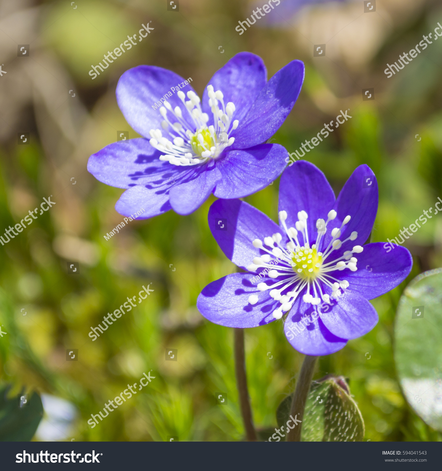 First Spring Flowers Snowdrops Dew Drops Stock Photo (Royalty Free ...