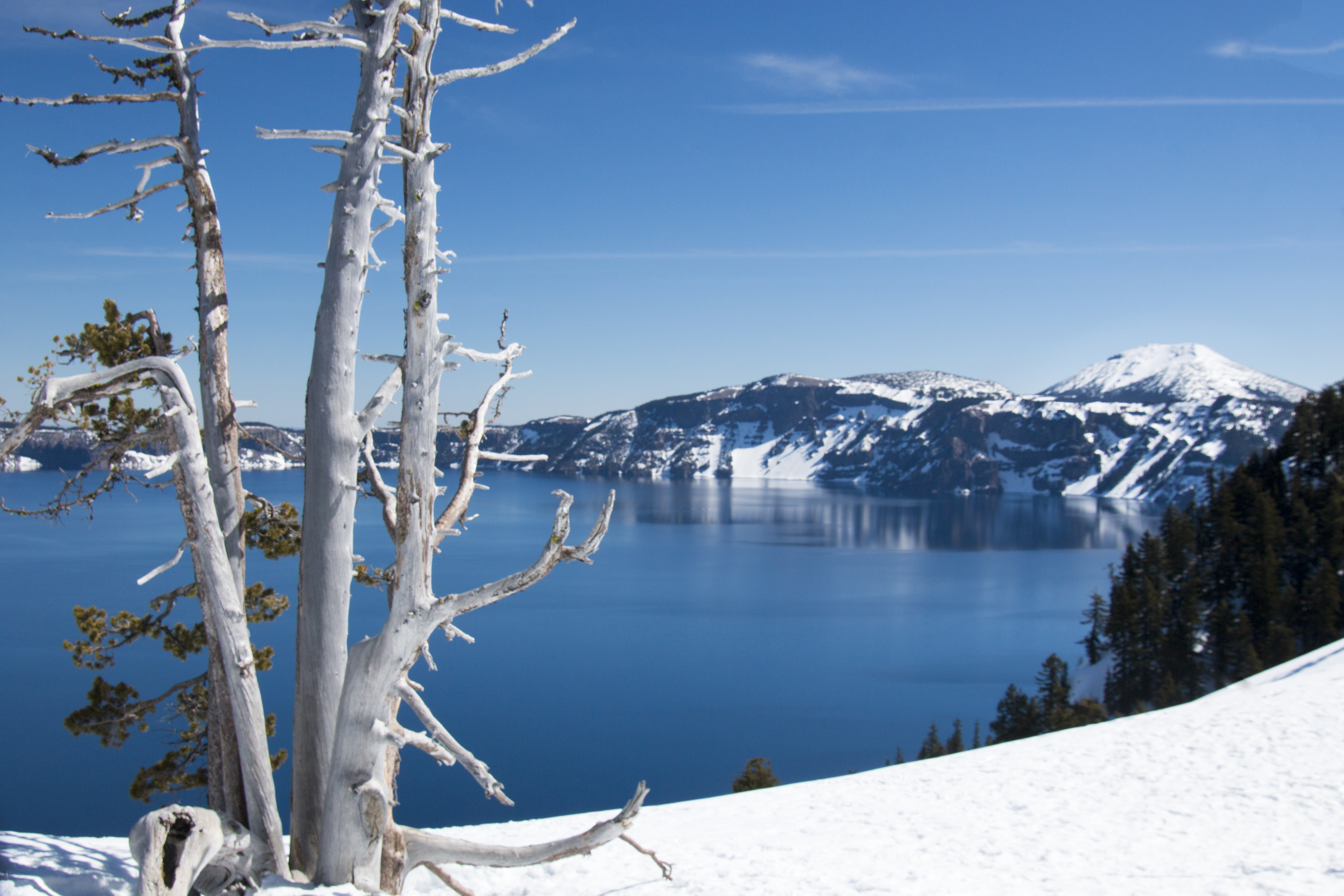 Crater lake, oregon with bleached tree photo