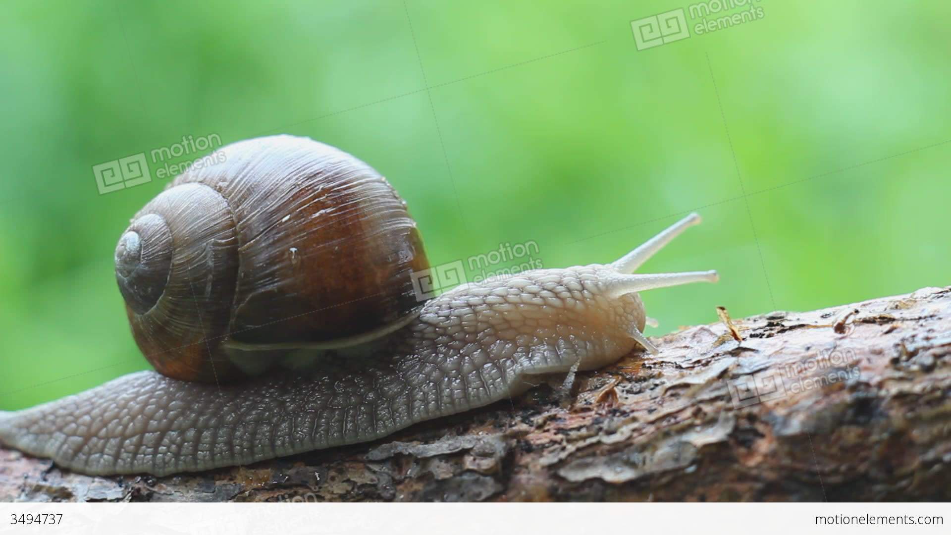 Macro Of Beautiful Snail Crawling In Nature 3 Stock video footage ...