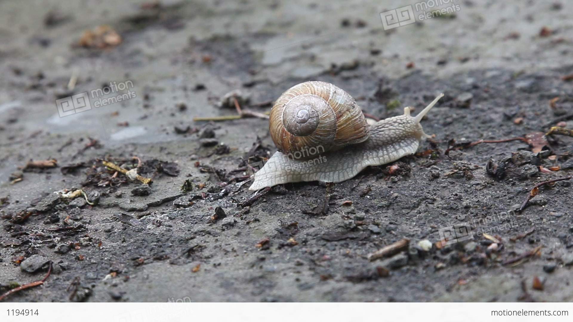 Snail Crawling On The Ground, Time Lapse Stock video footage | 1194914