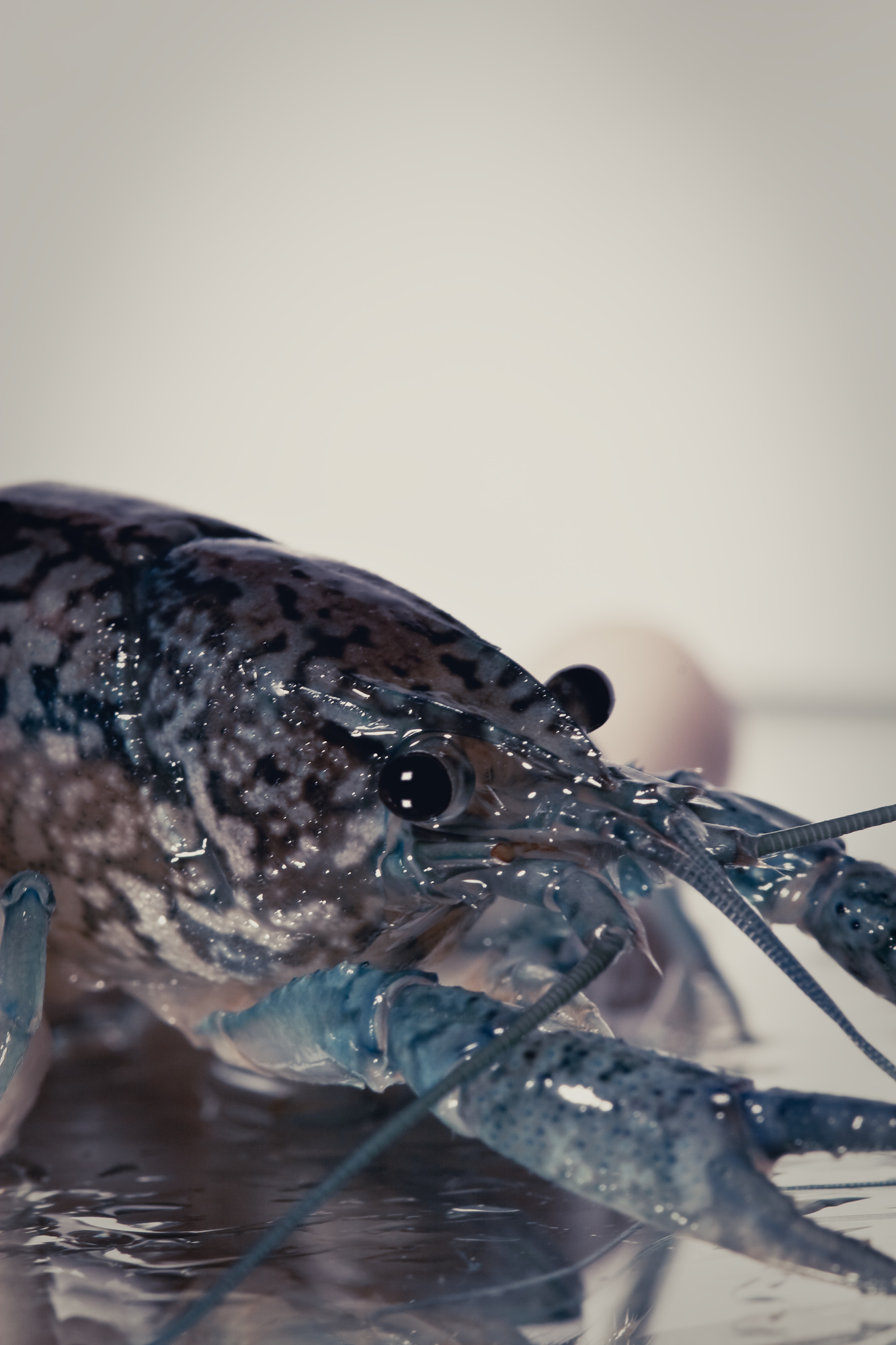 Crayfish photo