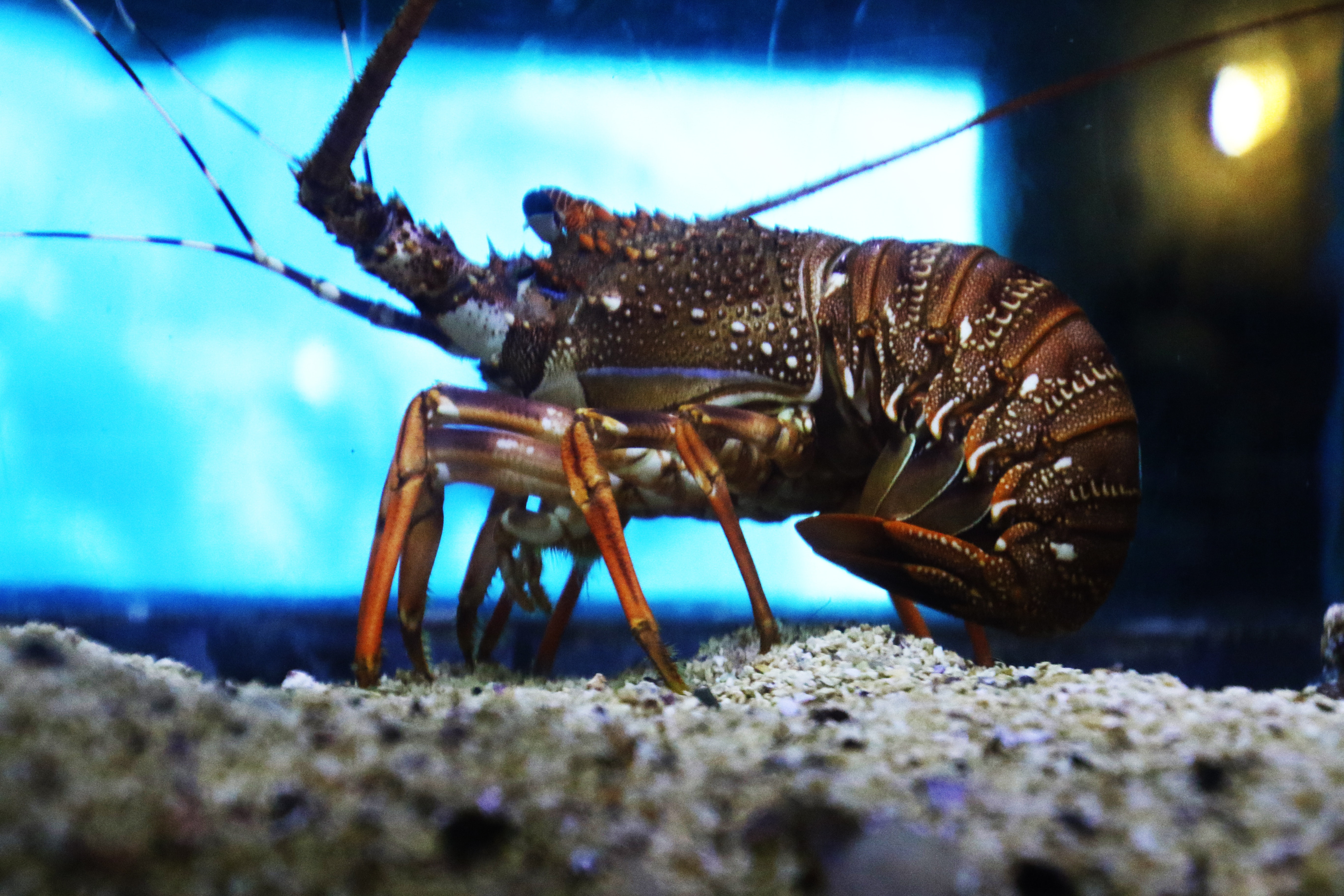 Crayfish in the aquarium  photo