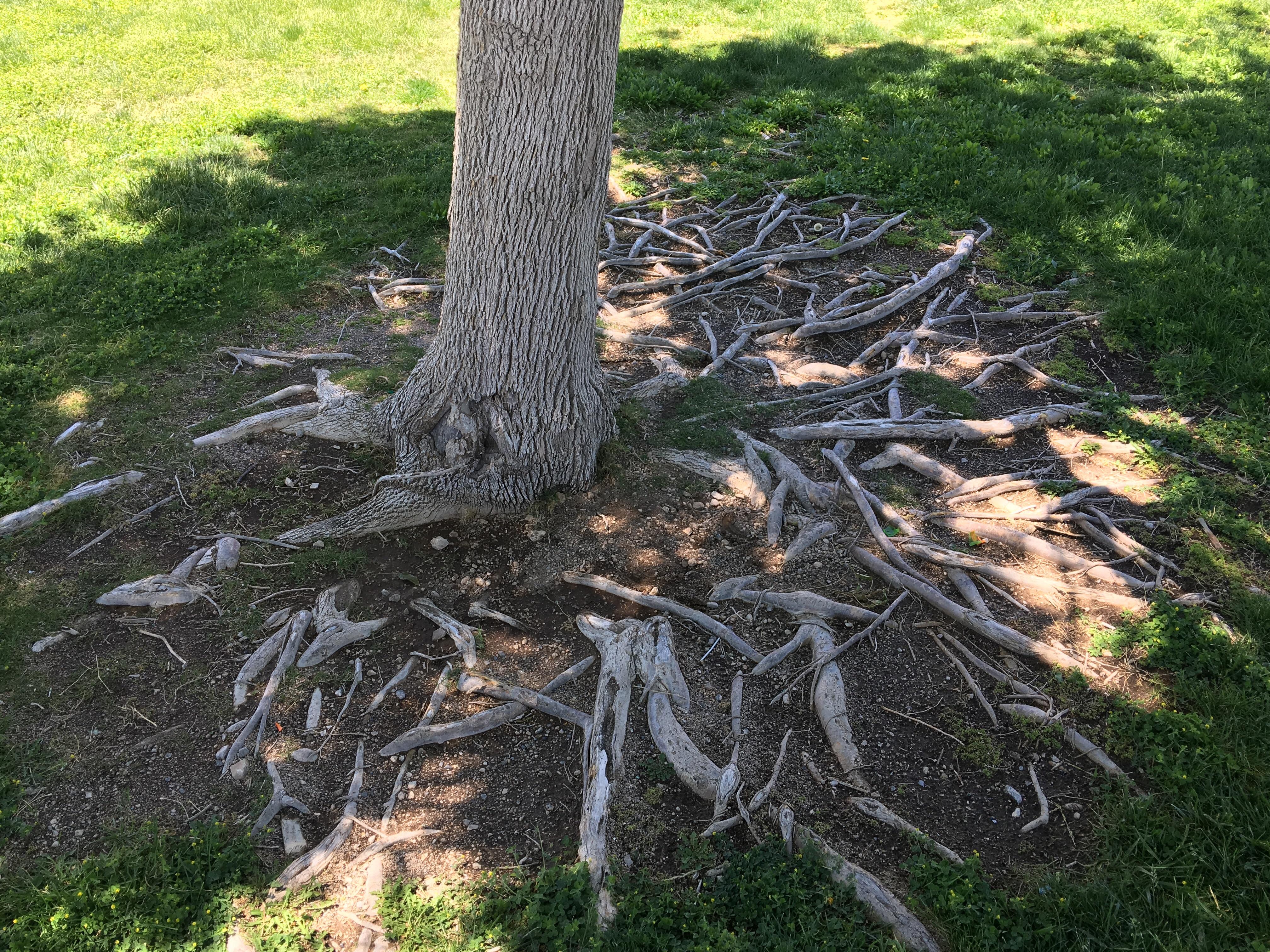 These crazy tree roots. : mildlyinteresting