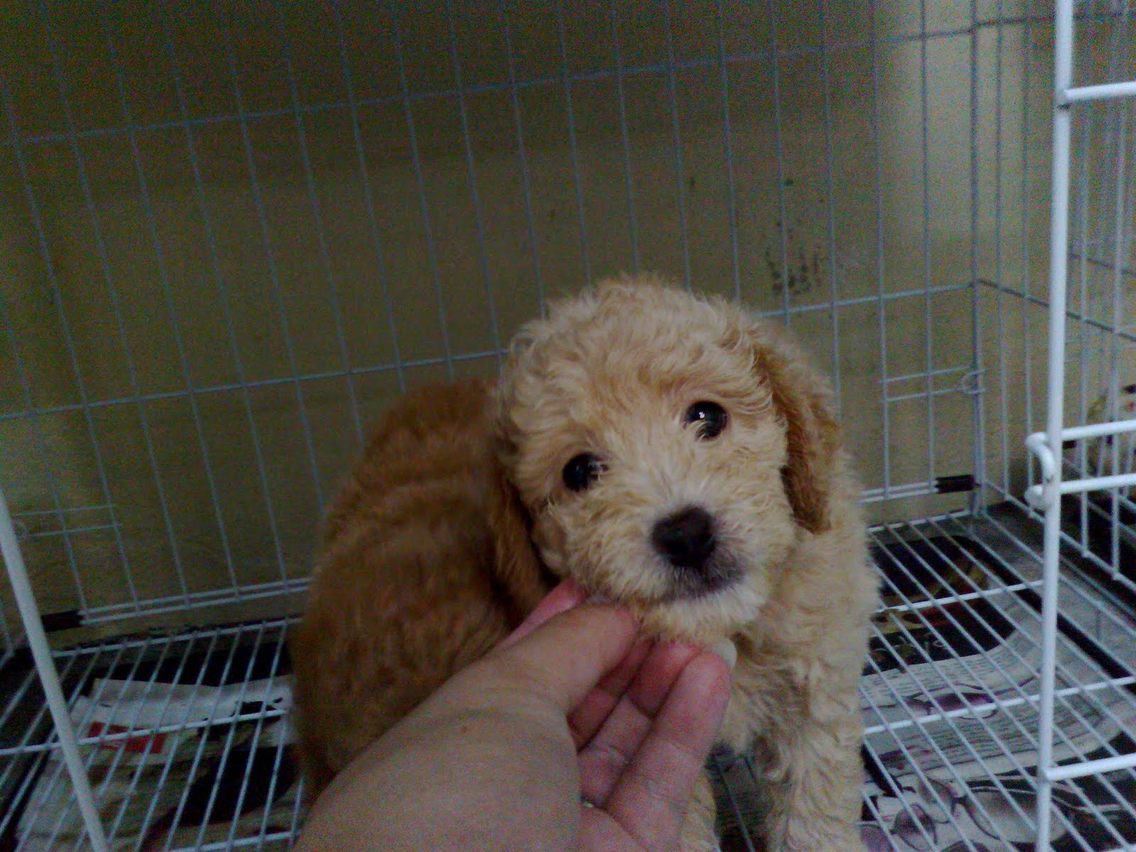 LovelyPuppy: (SOLD) Cream & Brown Color Toy Poodle Puppy@RM650 ONLY!!!