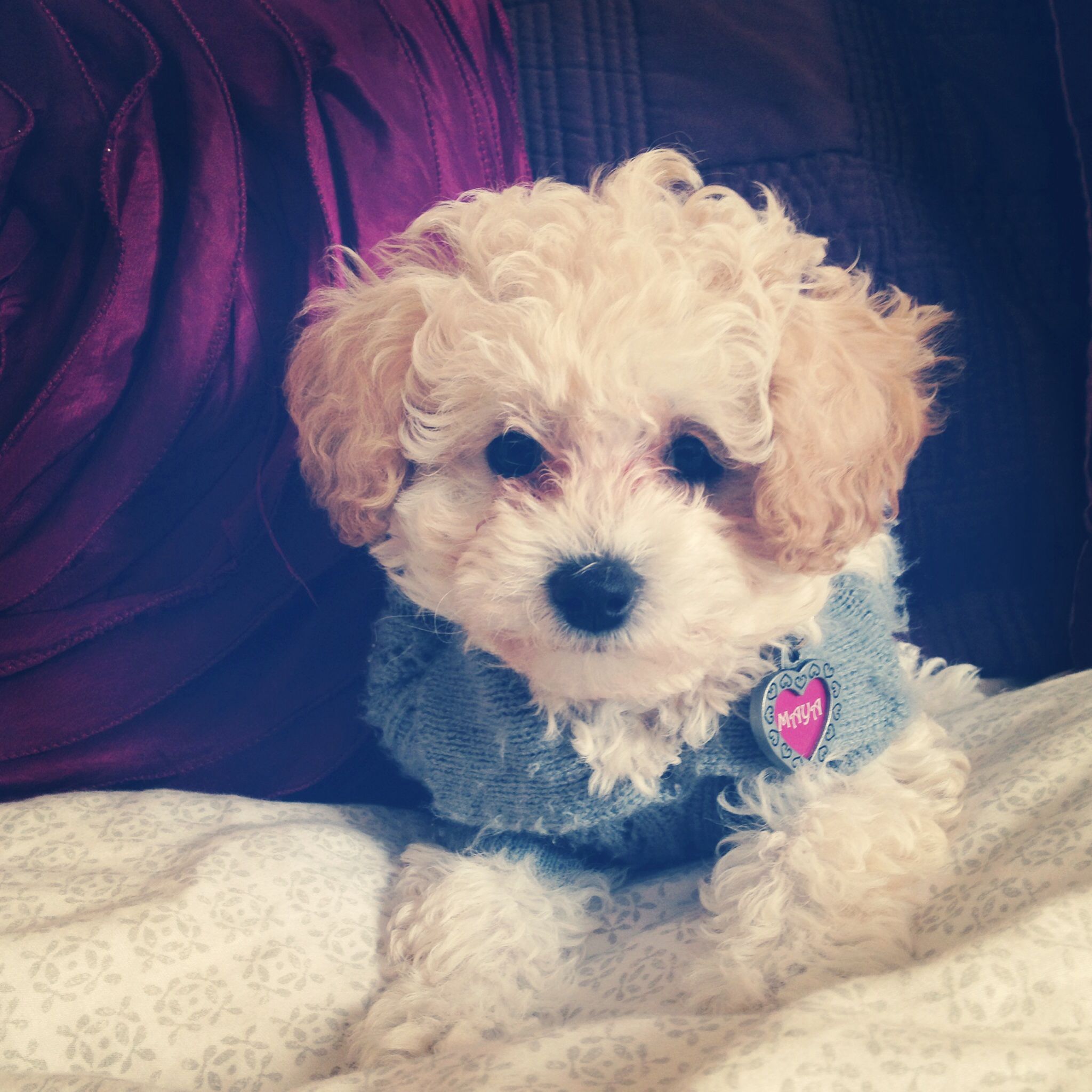 White toy poodle with cream ears! :) | poodle | Pinterest | White ...