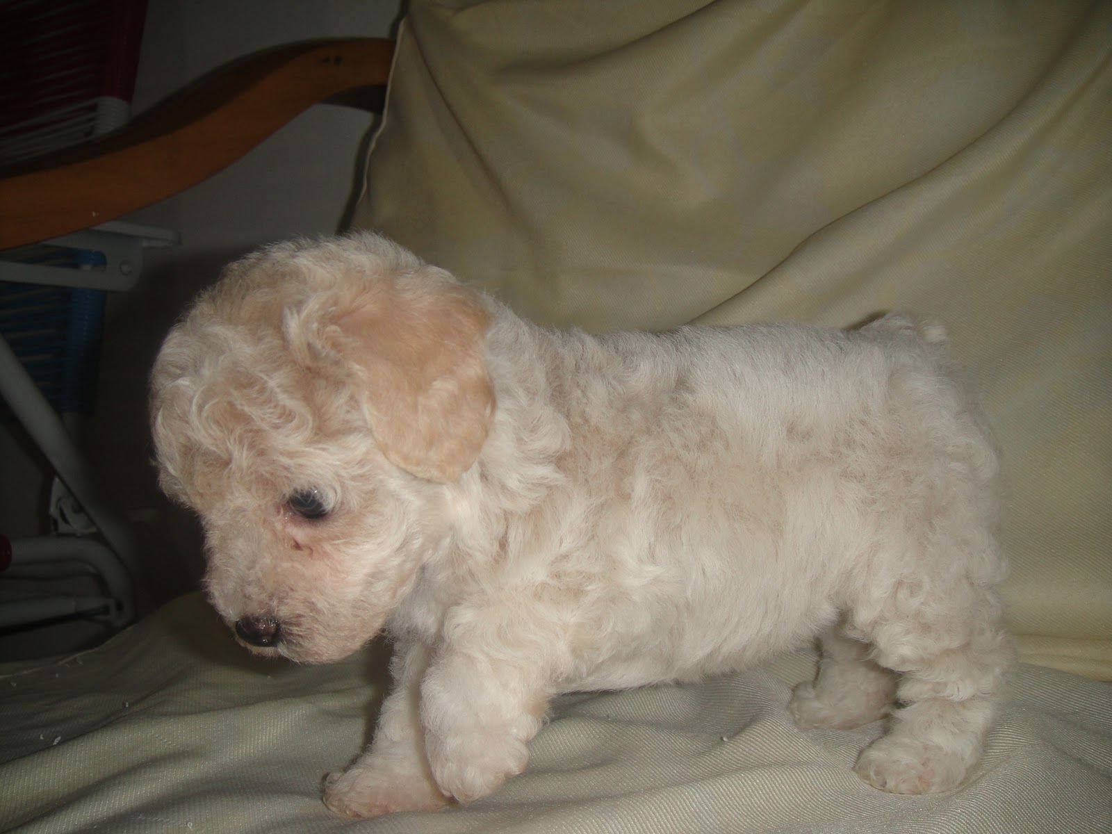 Welcome To: YouAndMePets Enterprise: [ Sold Out ] Cream Toy Poodle