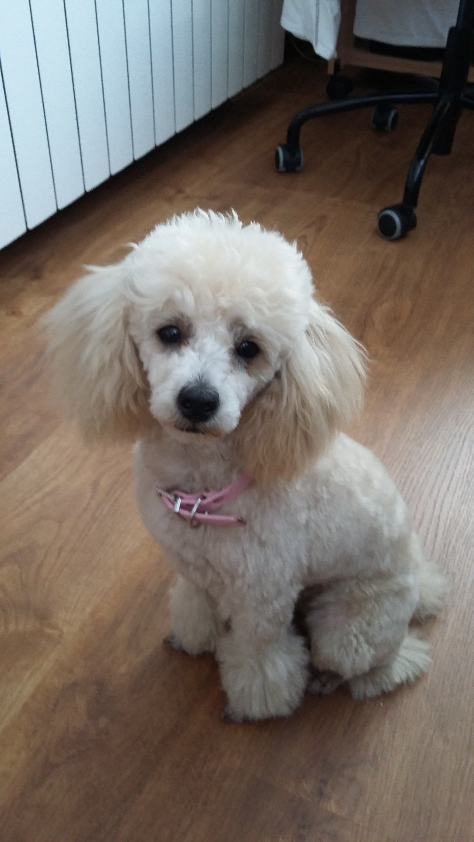 Leia, my toy poodle. | Toy poodles | Pinterest | Poodle, Toy and Dog