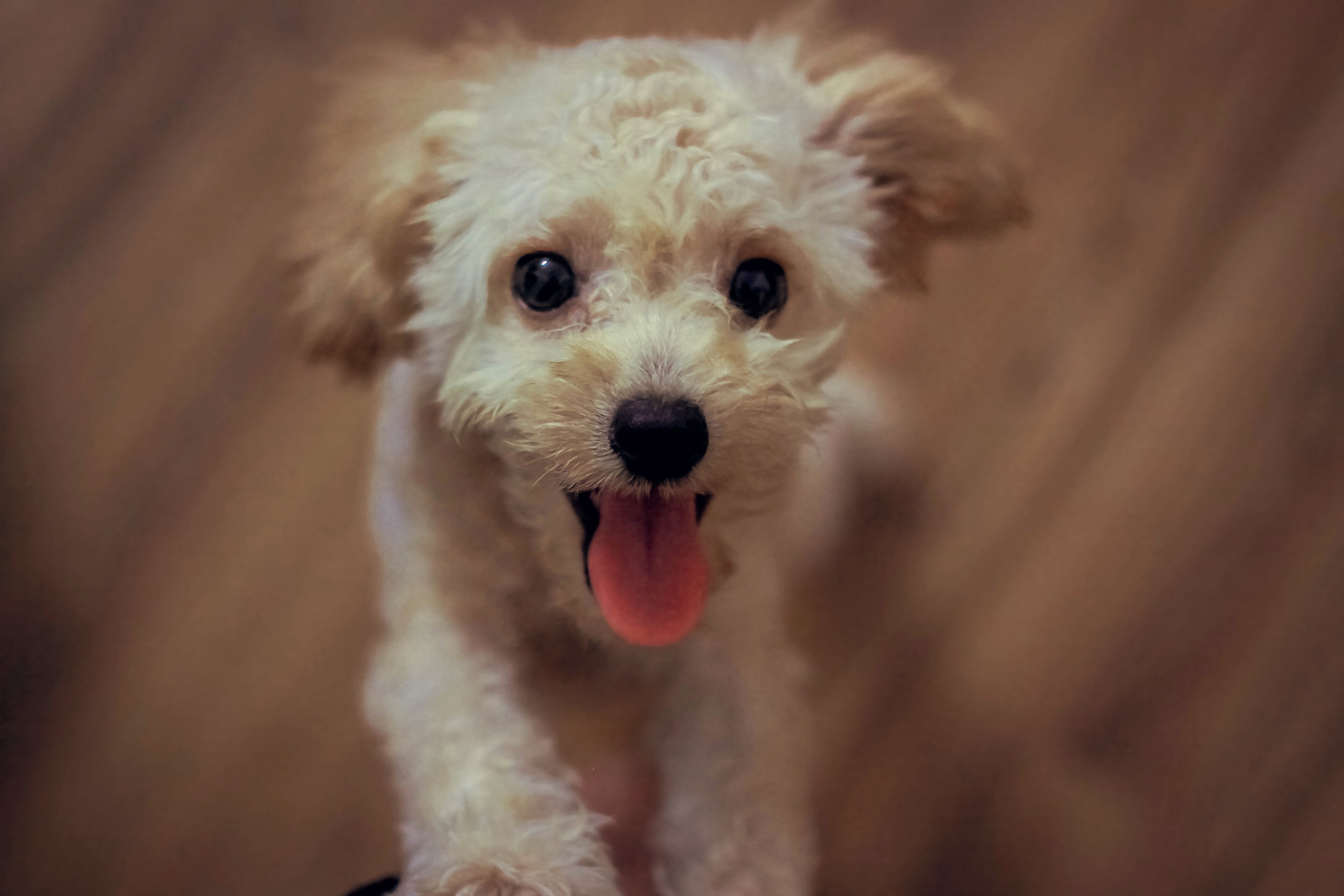 Cream toy poodle photo
