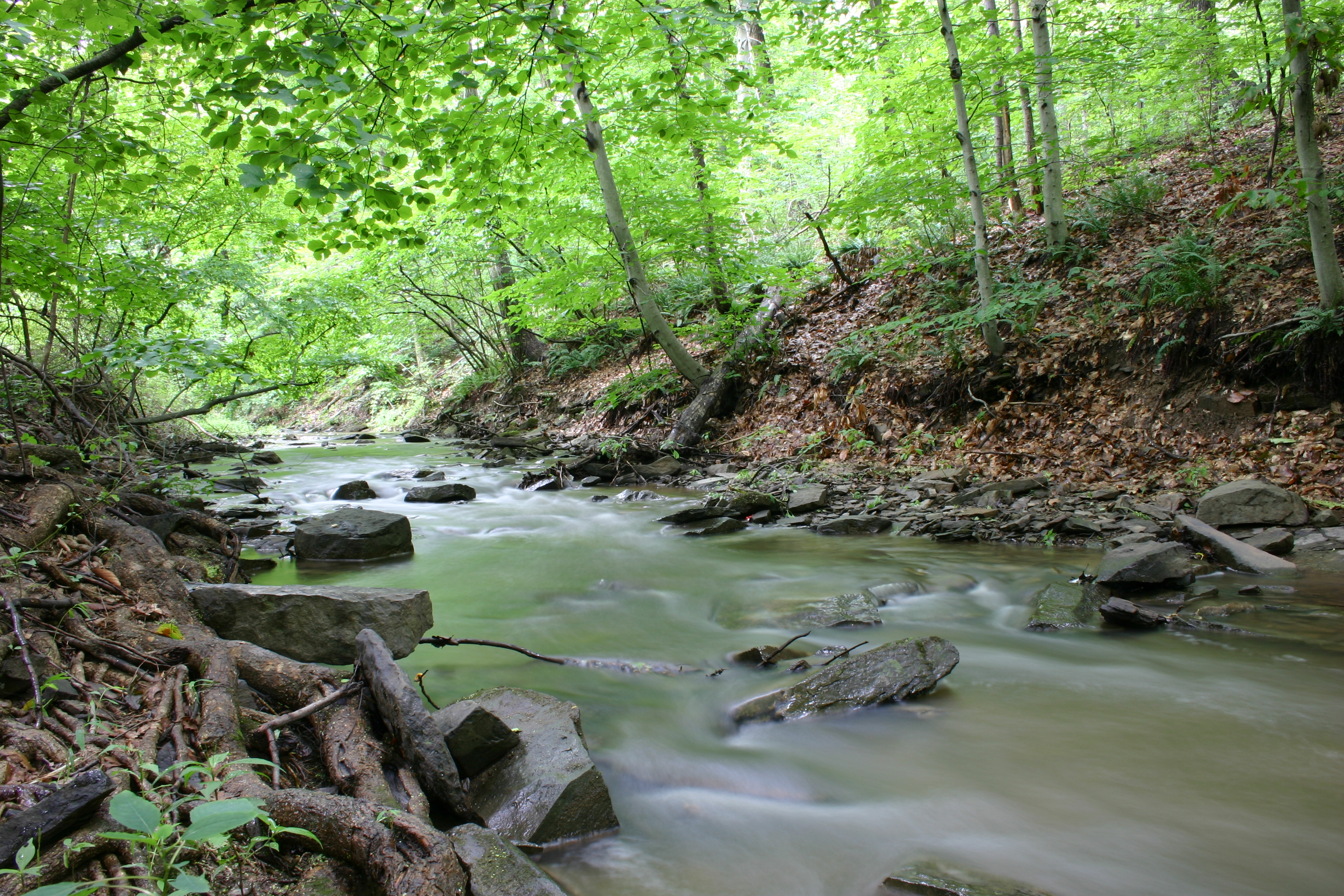 File:Forest-Creek-Eagleville-PA-USA.jpg - Wikimedia Commons