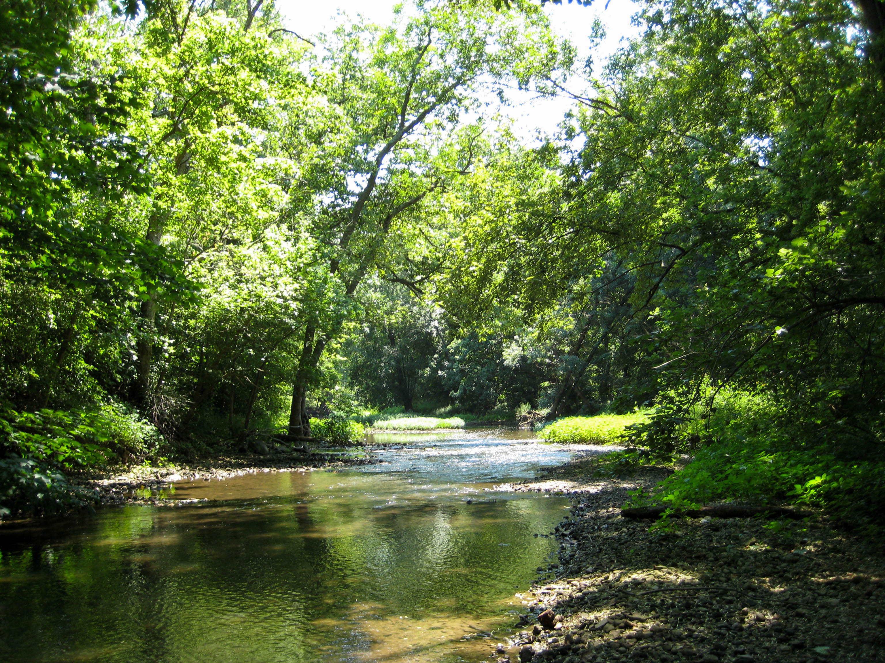 Free Photo Creek Nature Trees Water Free Download Jooinn