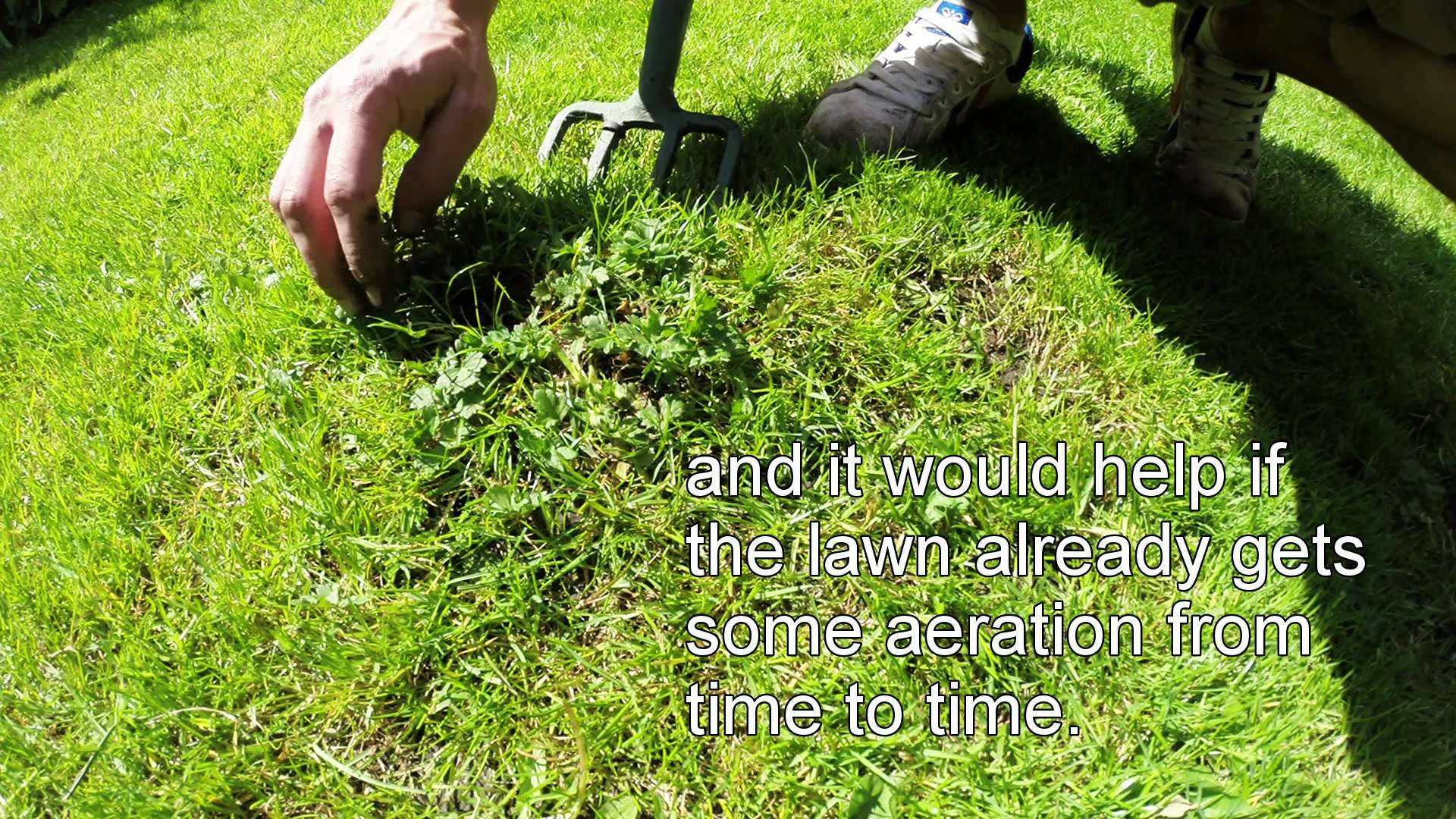 organic lawn weeding - creeping buttercup - aerate lawn - 2 jobs in ...