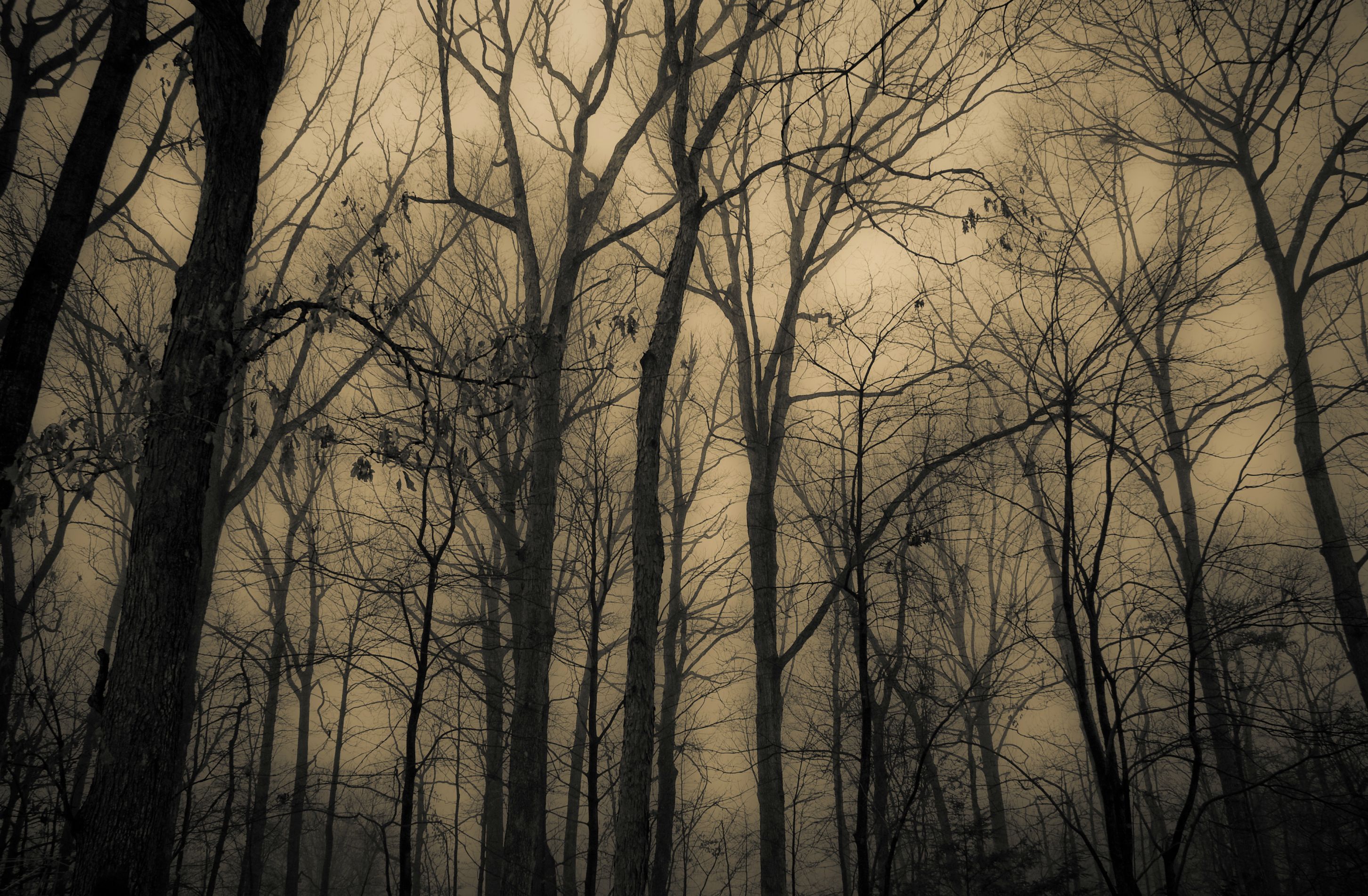 The Woods (xpost /r/FoggyPics) : creepy