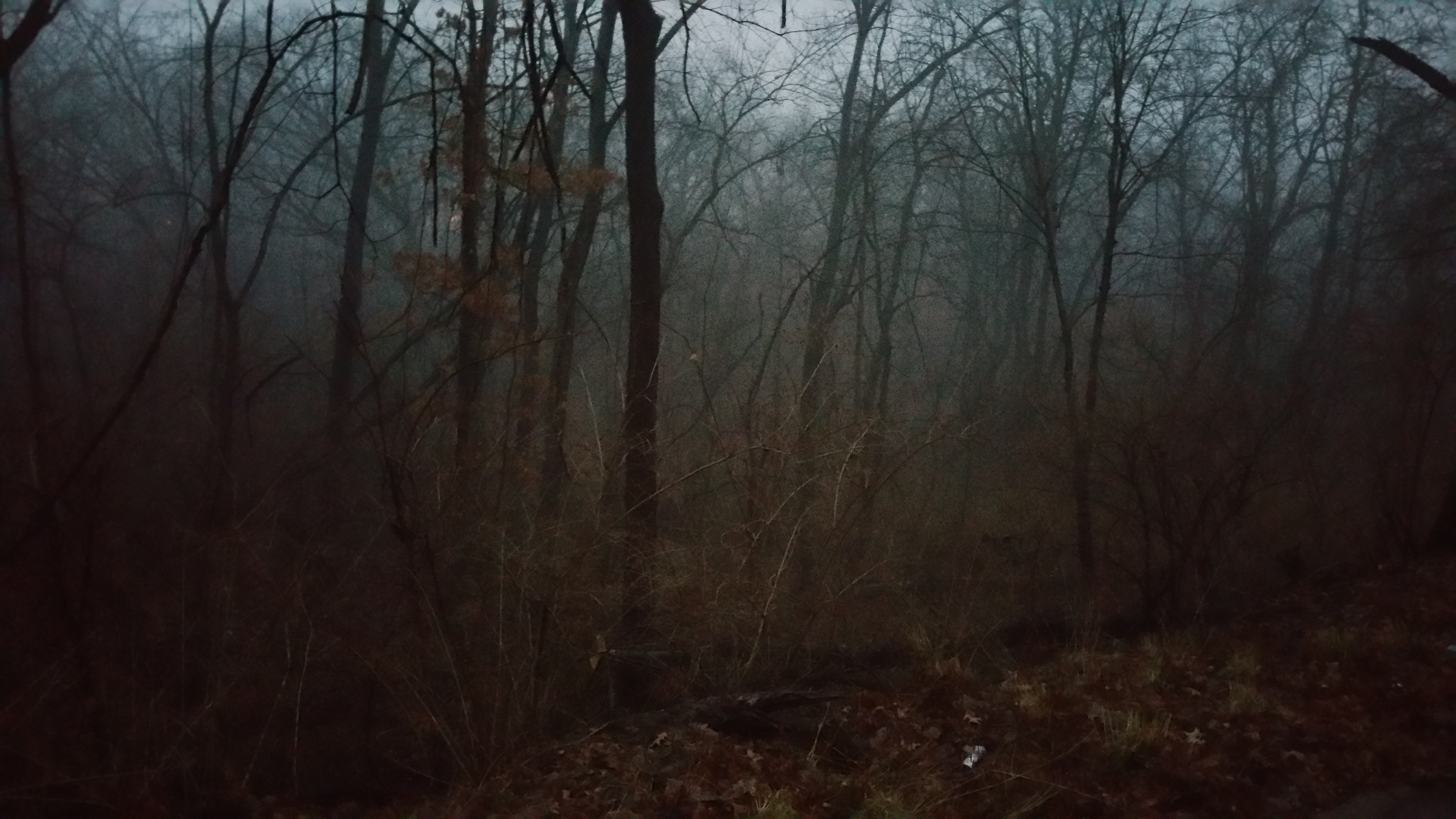 Creepy woods on the edge of town - Album on Imgur