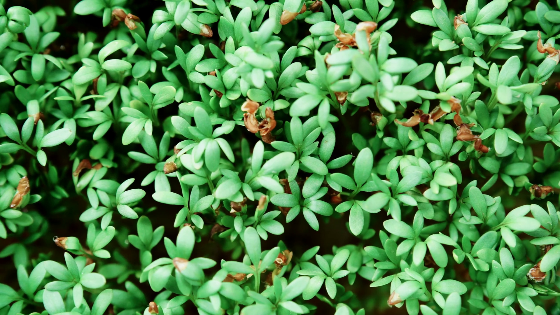 Close up of green cress watercress and seeds sprouts on wet base as ...
