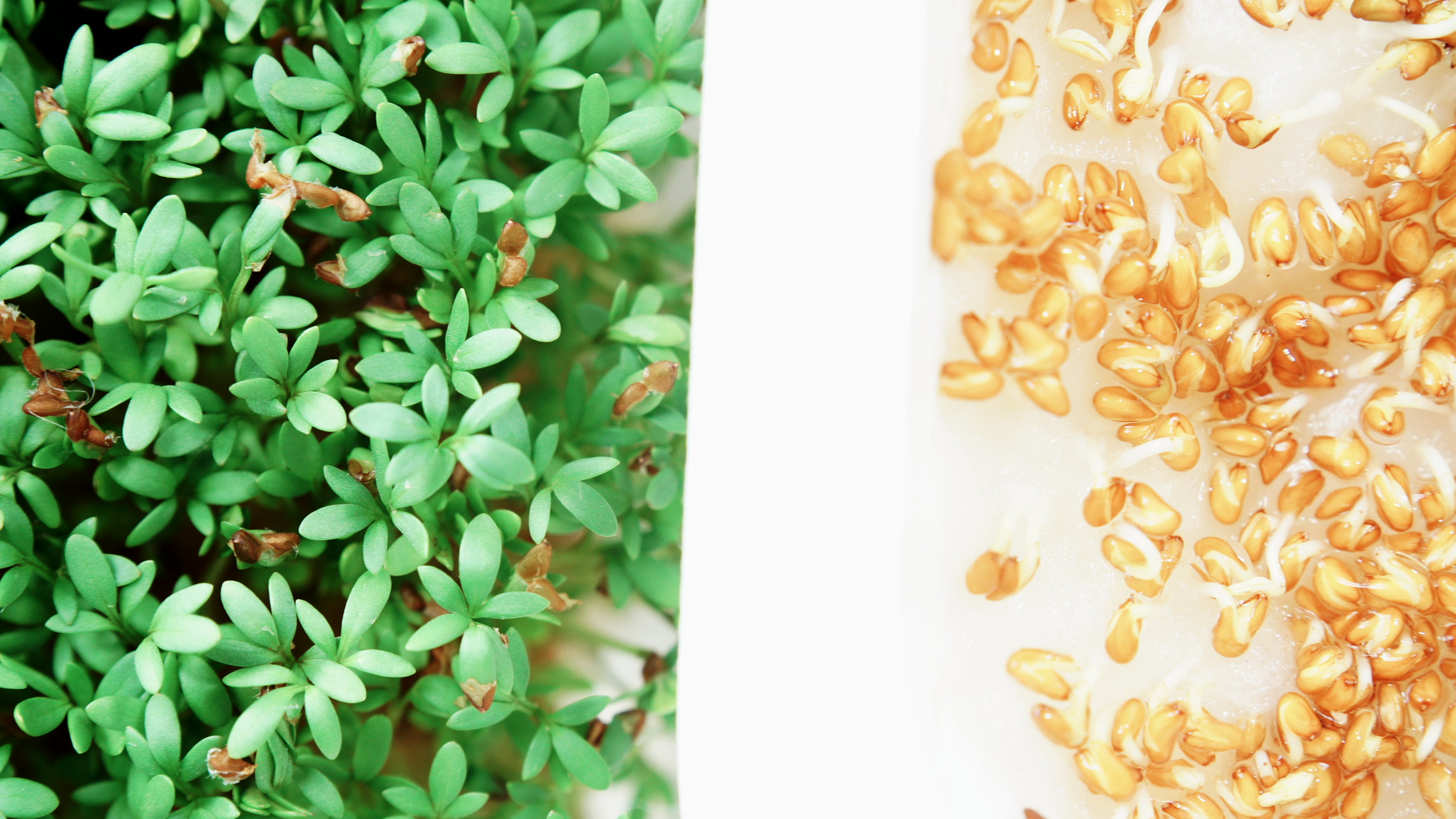Closeup green cress and seeds sprouts as background 4K ~ Hi Res ...