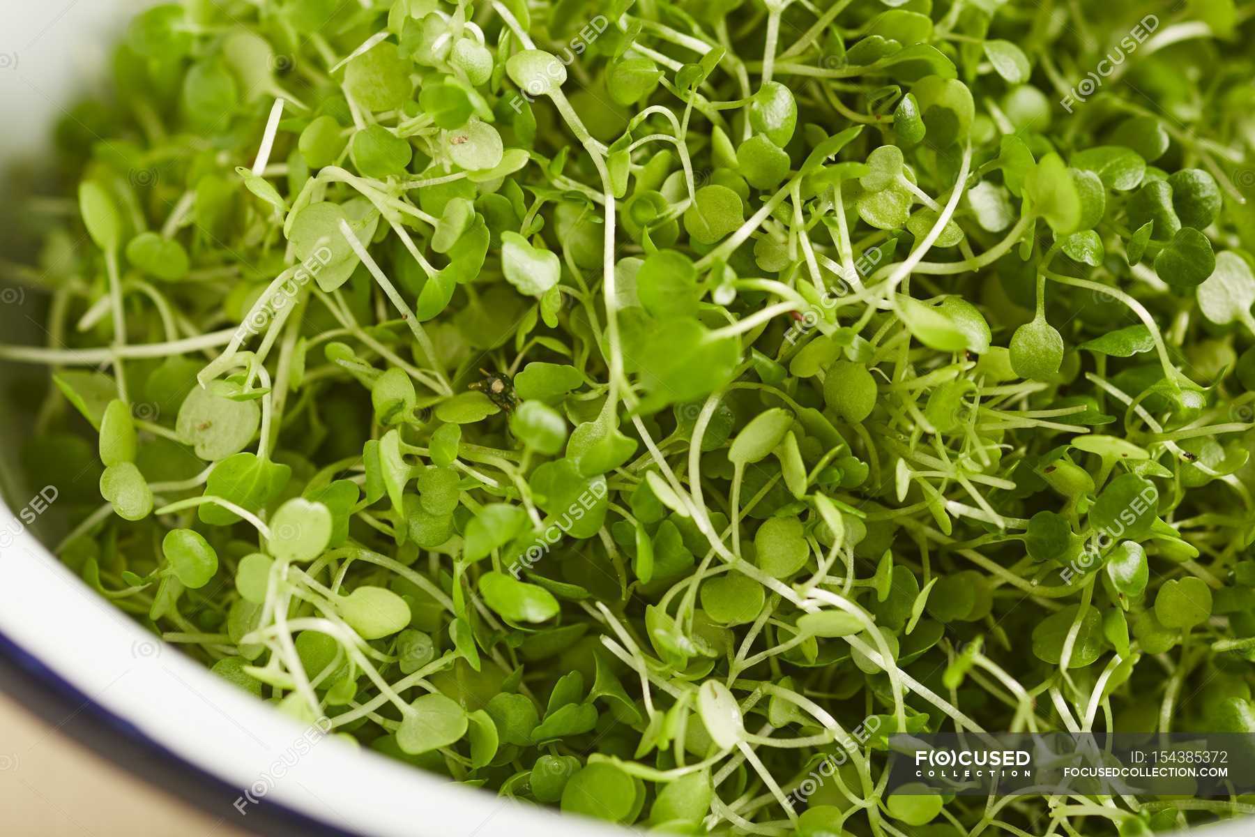 Closeup view of fresh green cress in a bowl — Stock Photo | #154385372