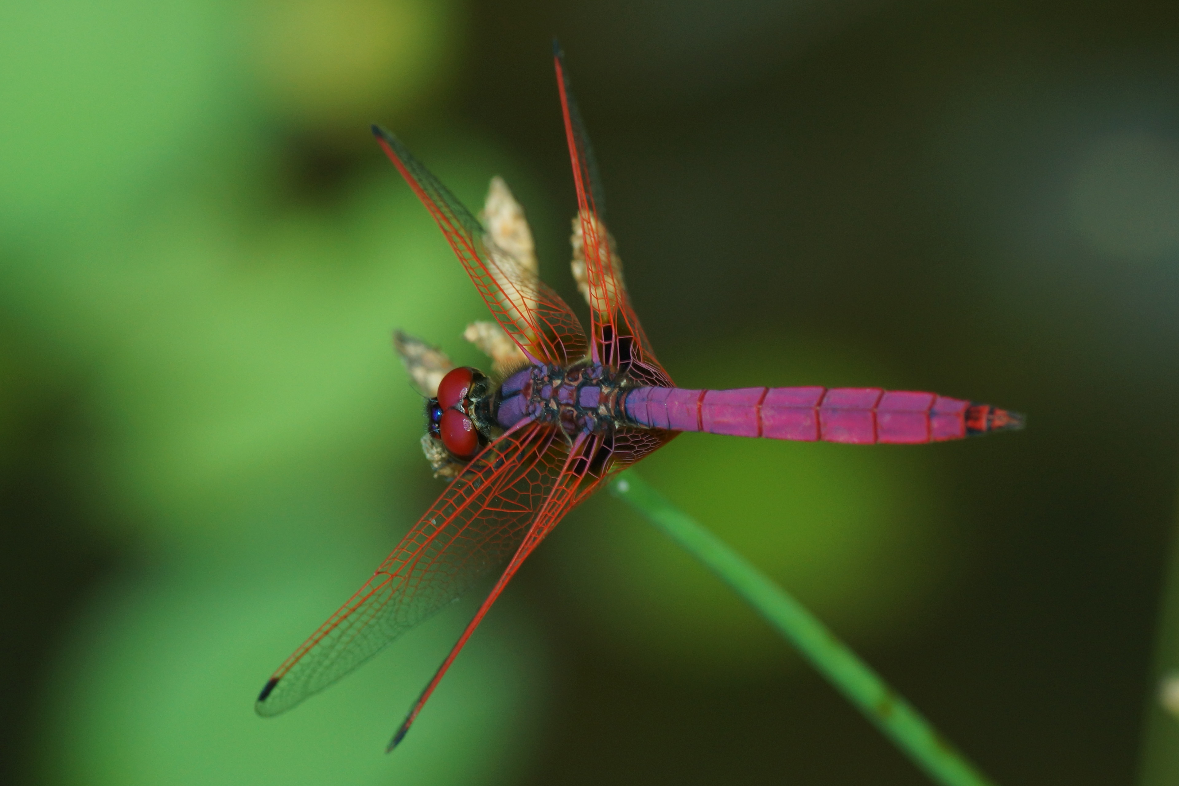 File:Crimson Marsh Glider 00817.jpg - Wikimedia Commons