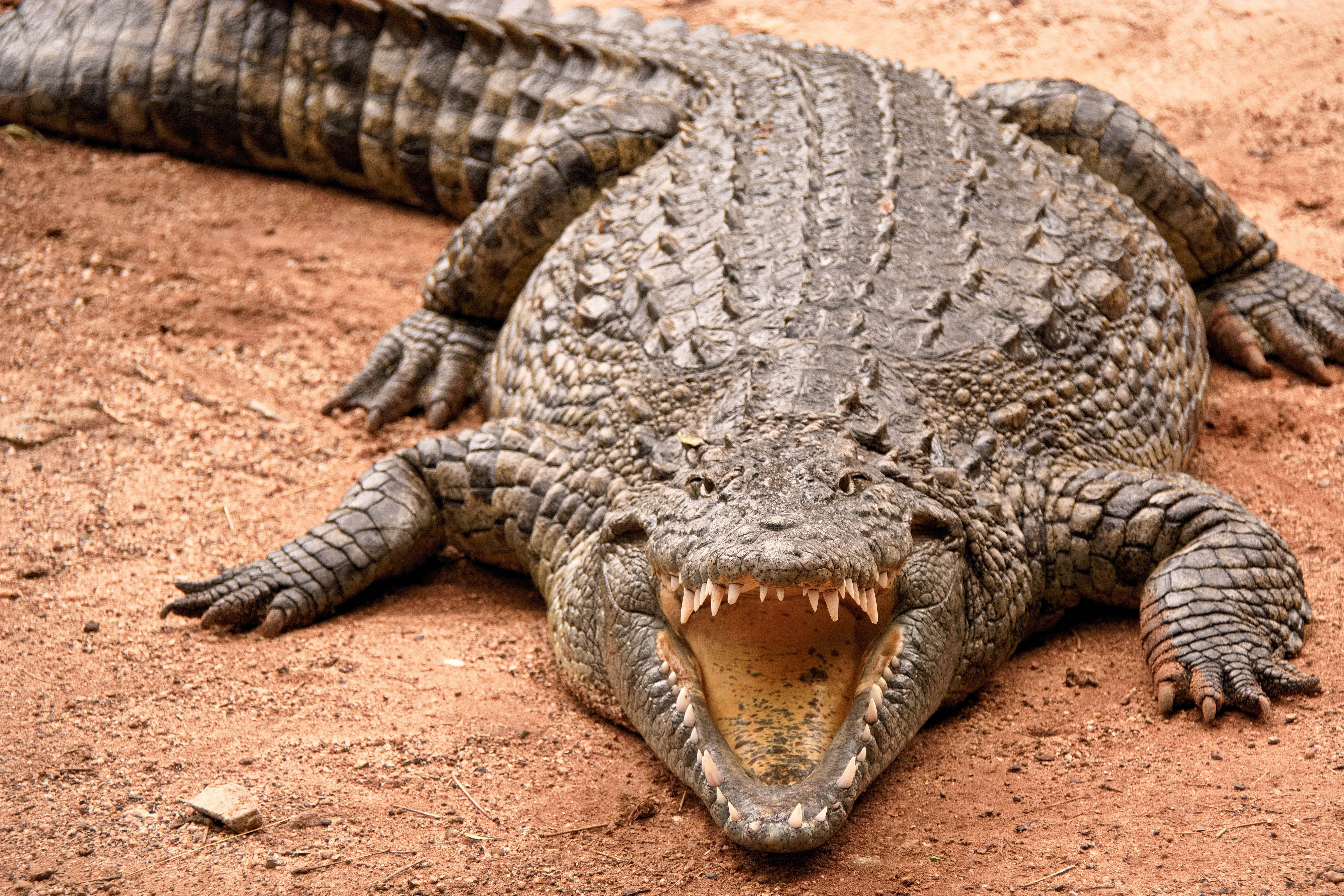 Tourist bitten by crocodile after trying to take a selfie with it
