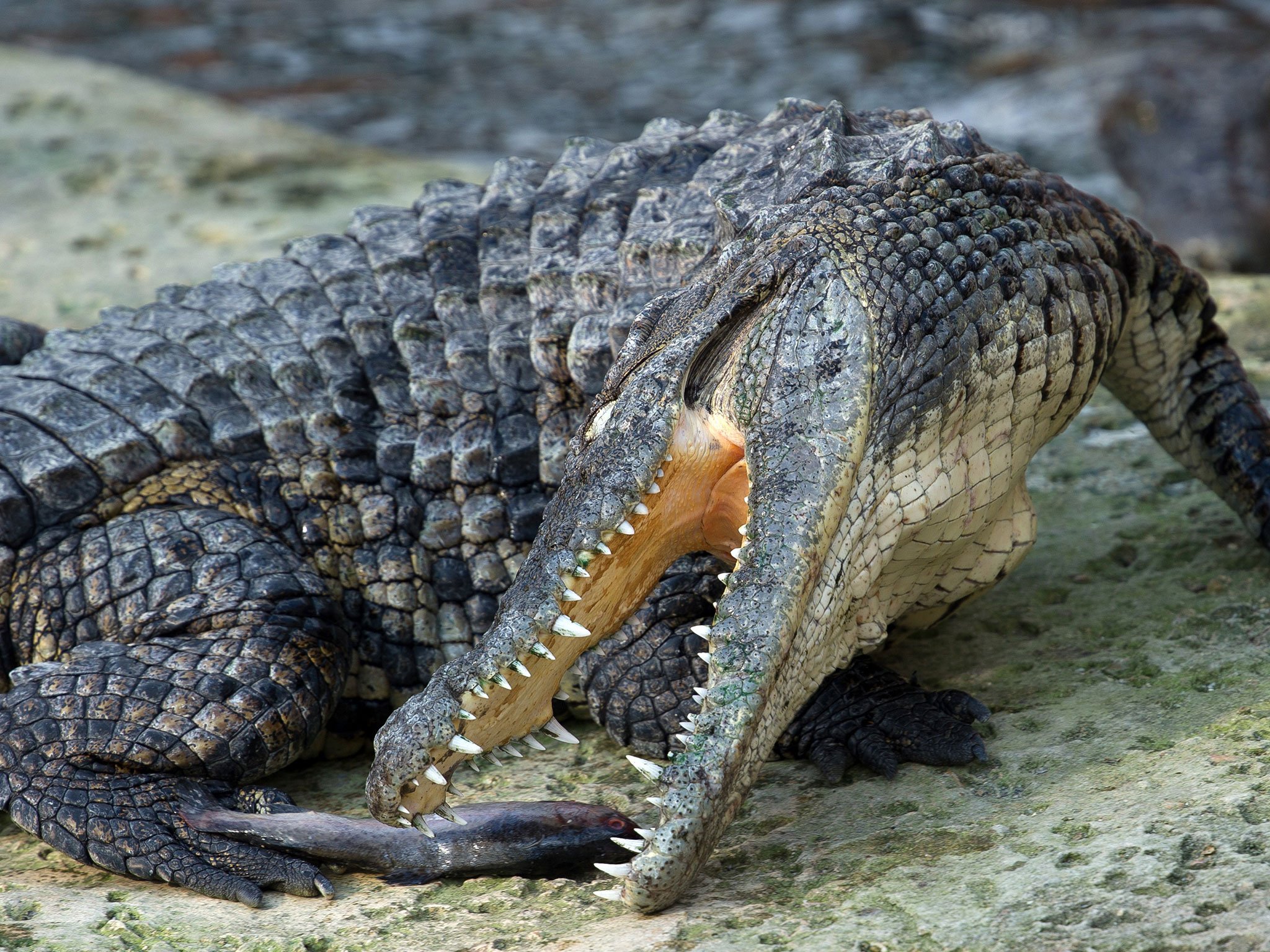 Crocodile kills pastor as he baptises followers on lake in Ethiopia ...