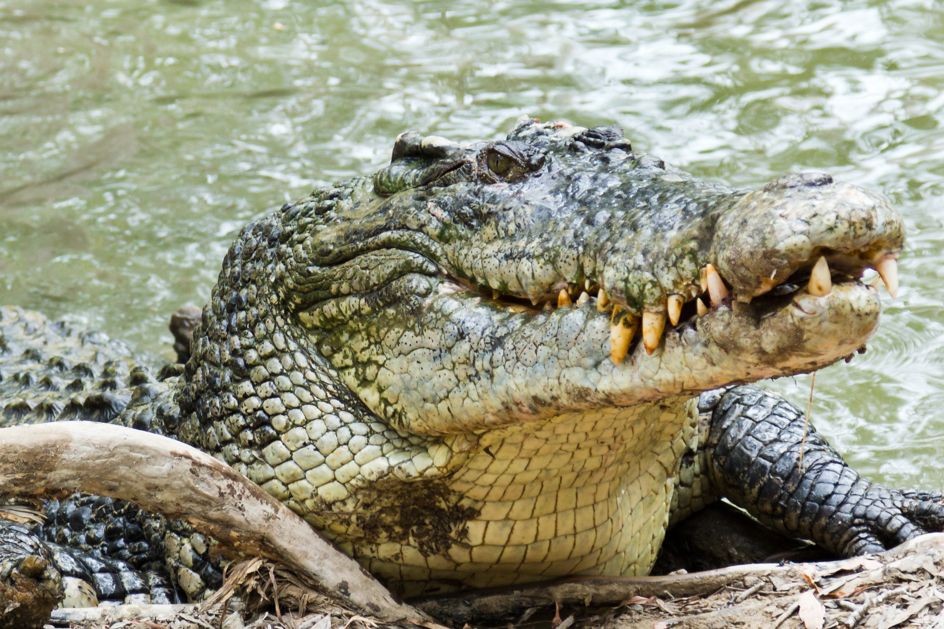 Tourist loses arm in crocodile attack while peeing in lagoon