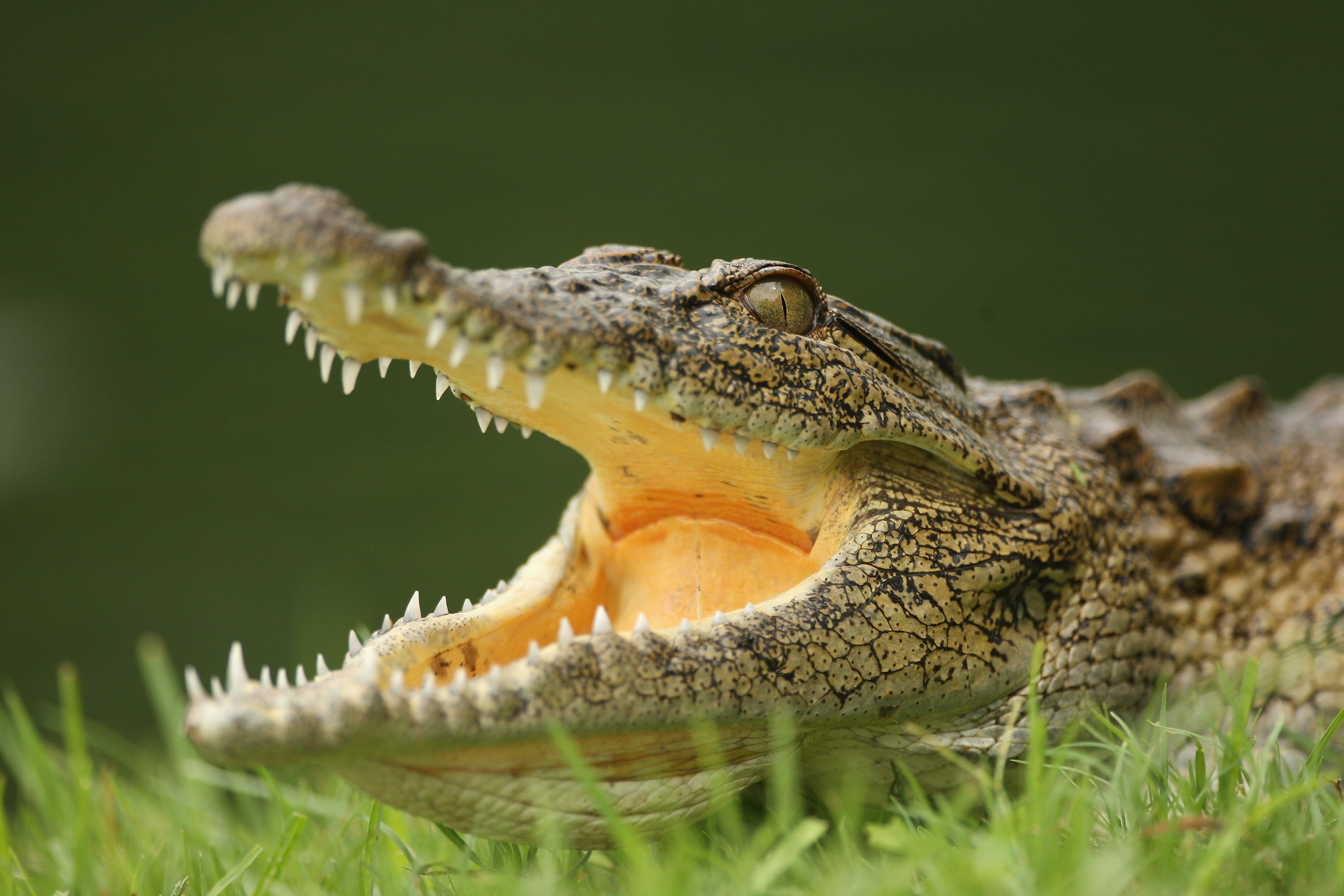 Australian Man Survives Crocodile Attack by Poking It in the Eyes | Time