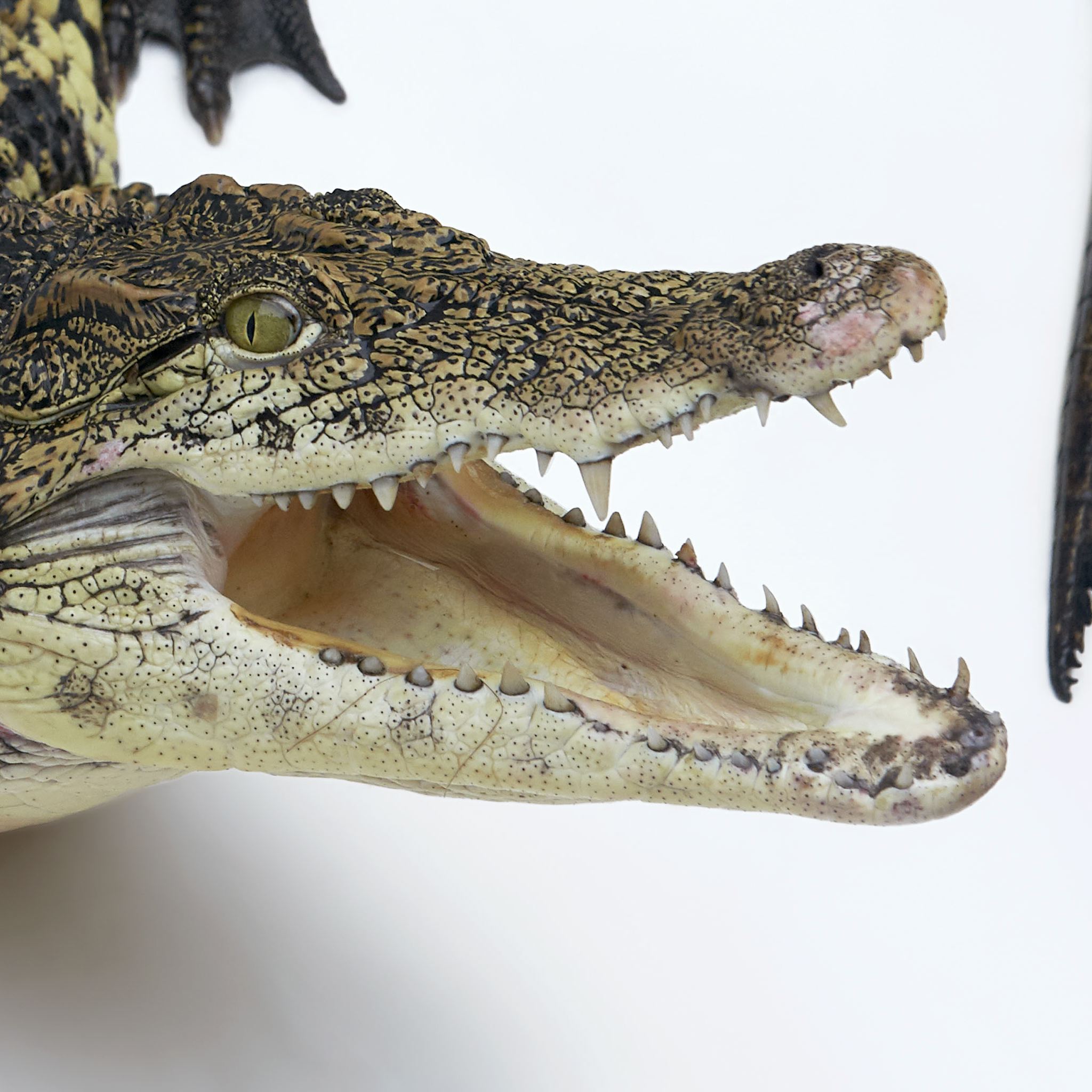 Nile Crocodile | National Geographic