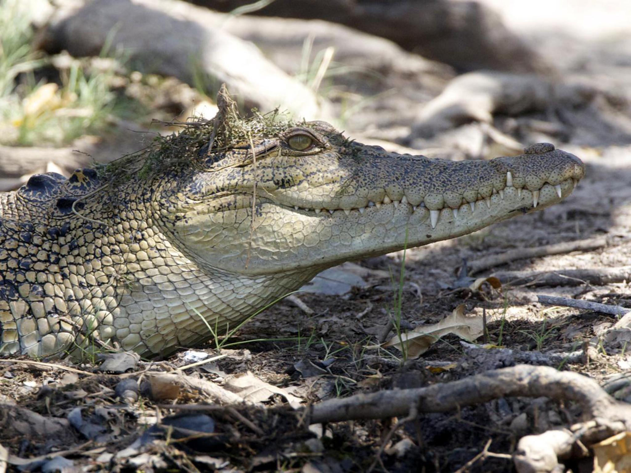 Crocodile handler 'killed by crocodile' during search for mauled ...