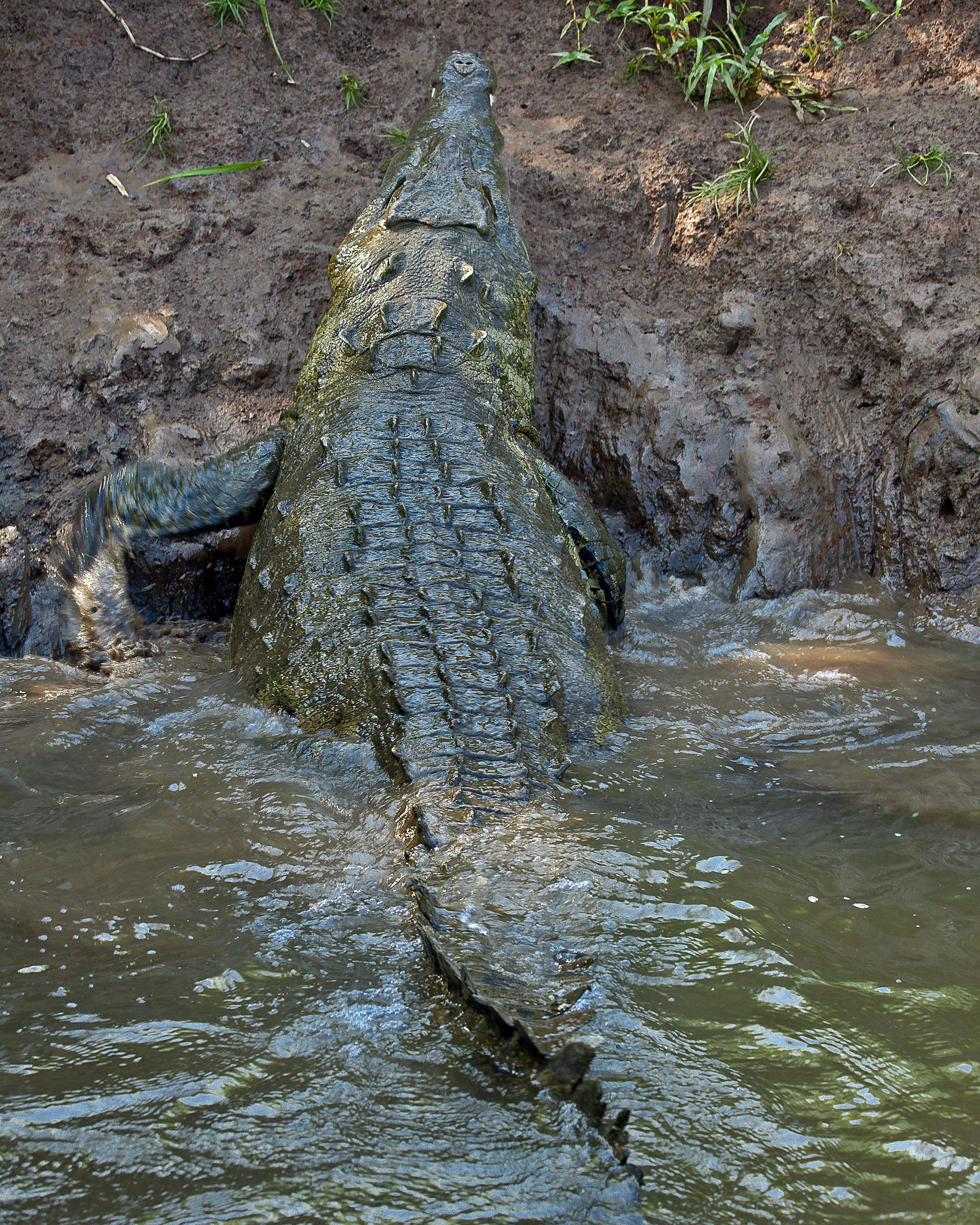 Crocodile, Adult, Salt, Nature, One, HQ Photo