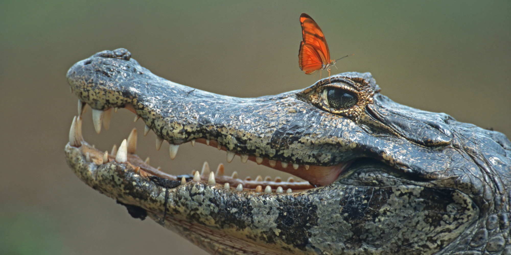 Butterflies Have Good Reason To Sip Crocodile Tears, Ecologist Says ...