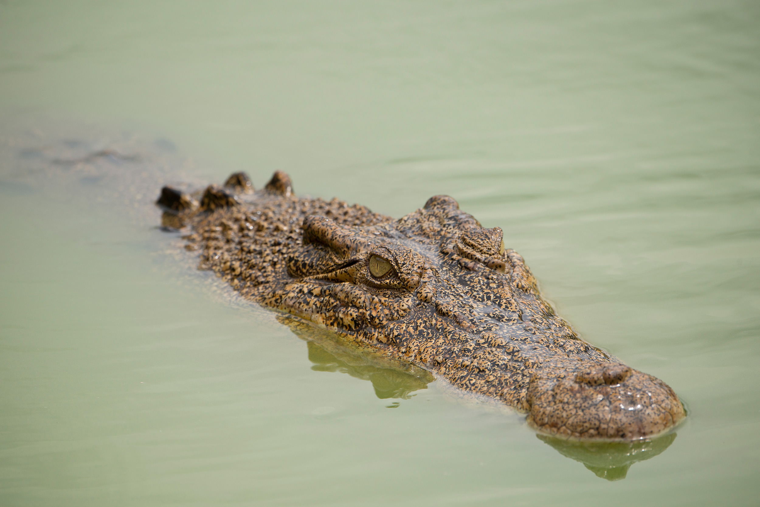 Crocodiles Rising | Hakai Magazine
