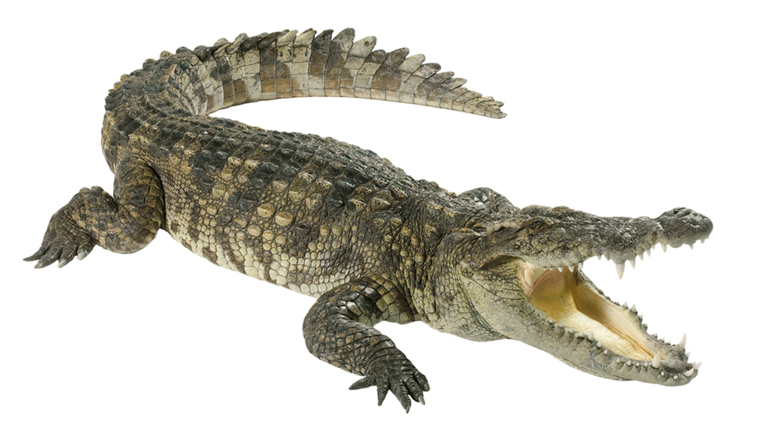 Crocodile oil is said to replace your coconut obsession
