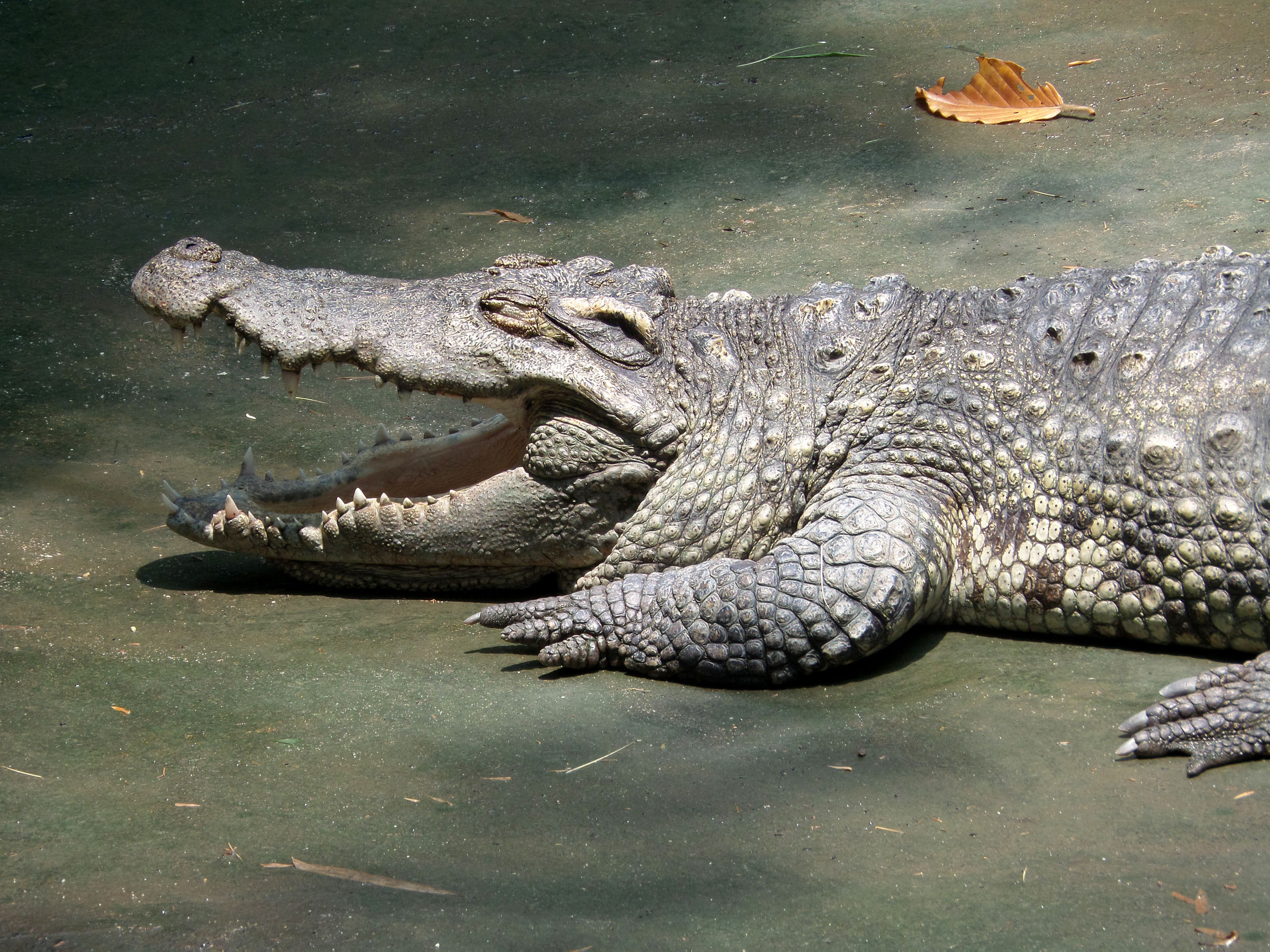 Crocodile, Hunter, Predator, Reptile, HQ Photo