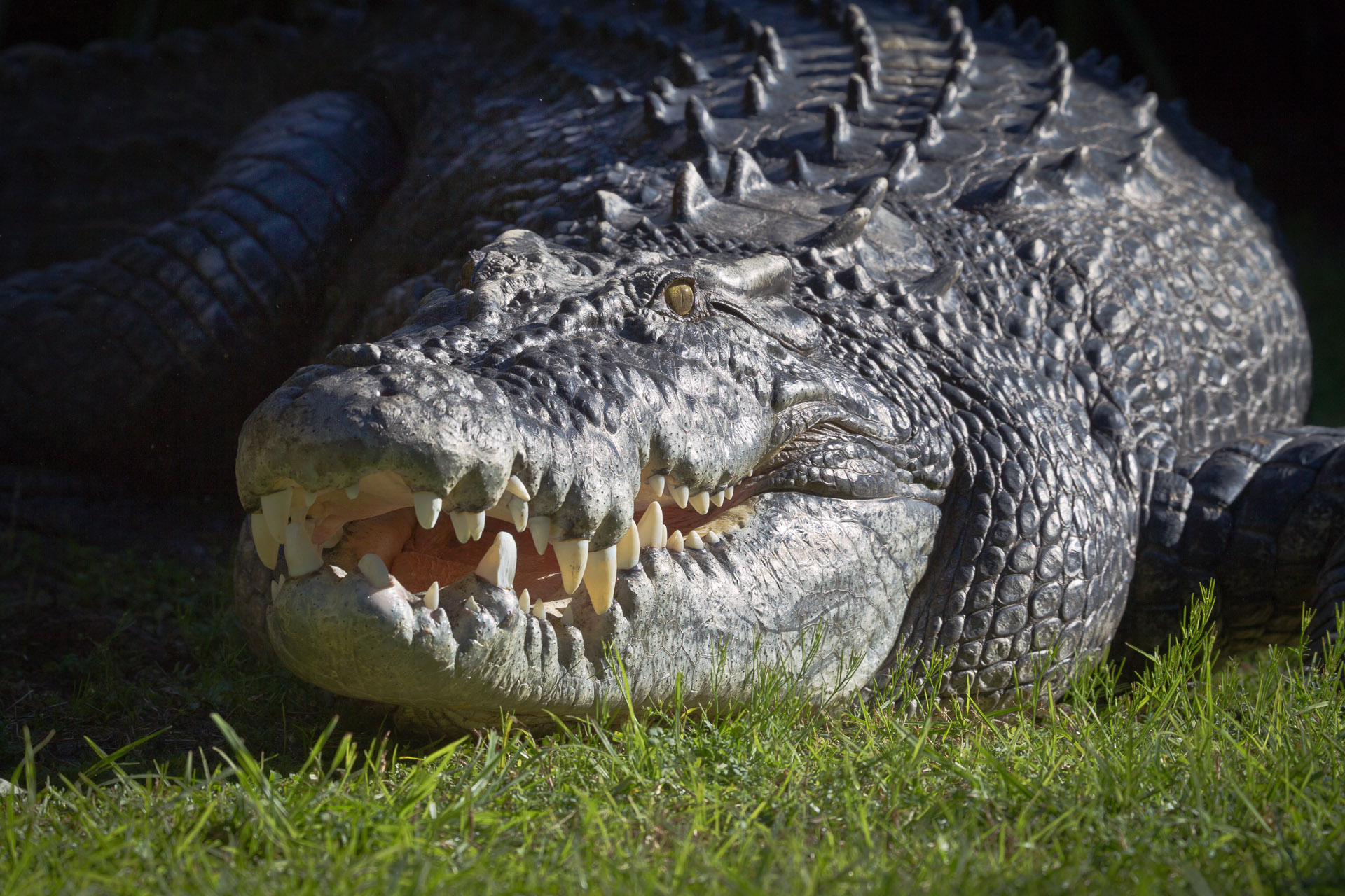 Estuarine Crocodile | Perth Zoo
