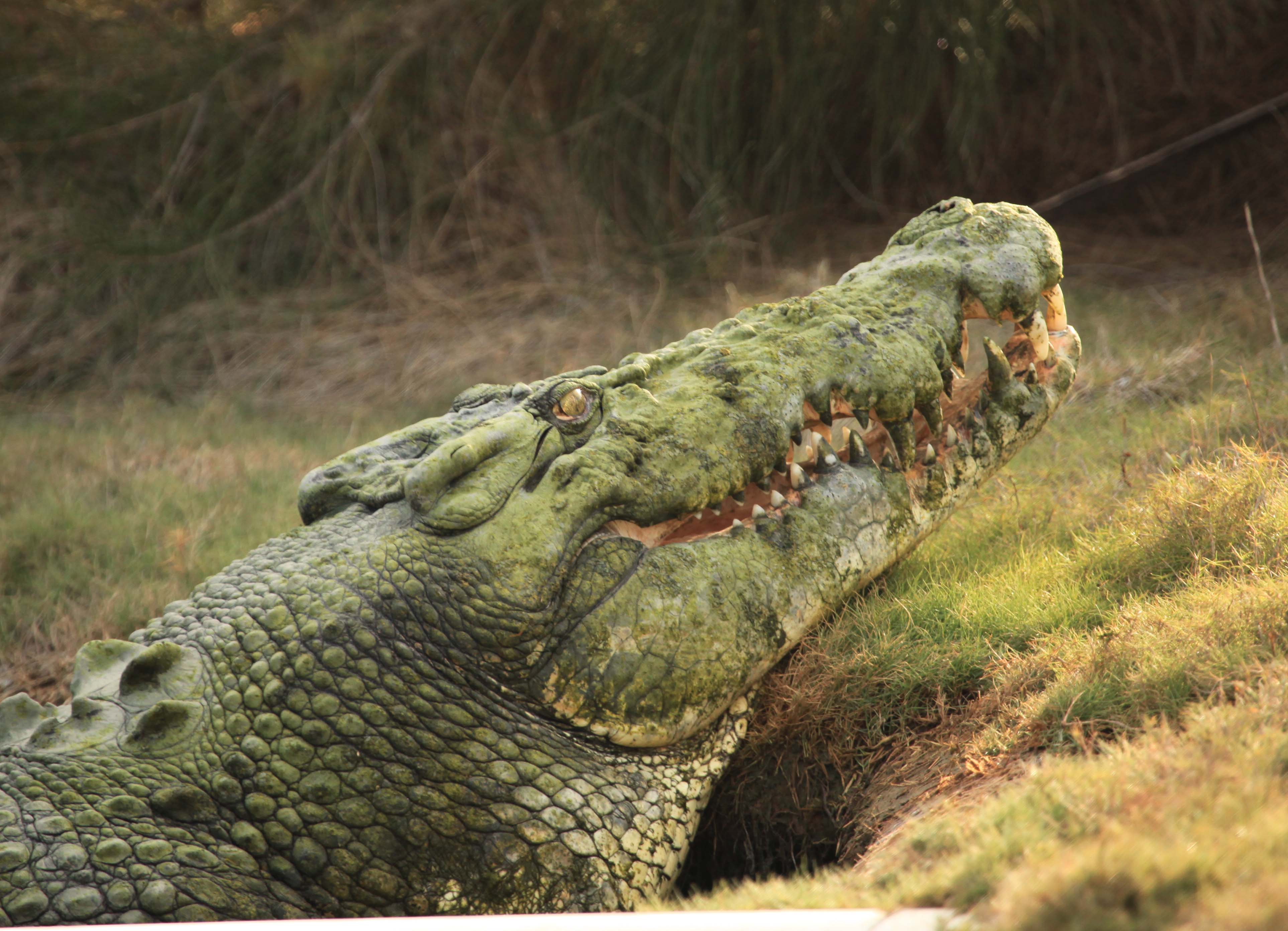 Saltwater crocodile sperm may hold secret to male infertility - UQ ...