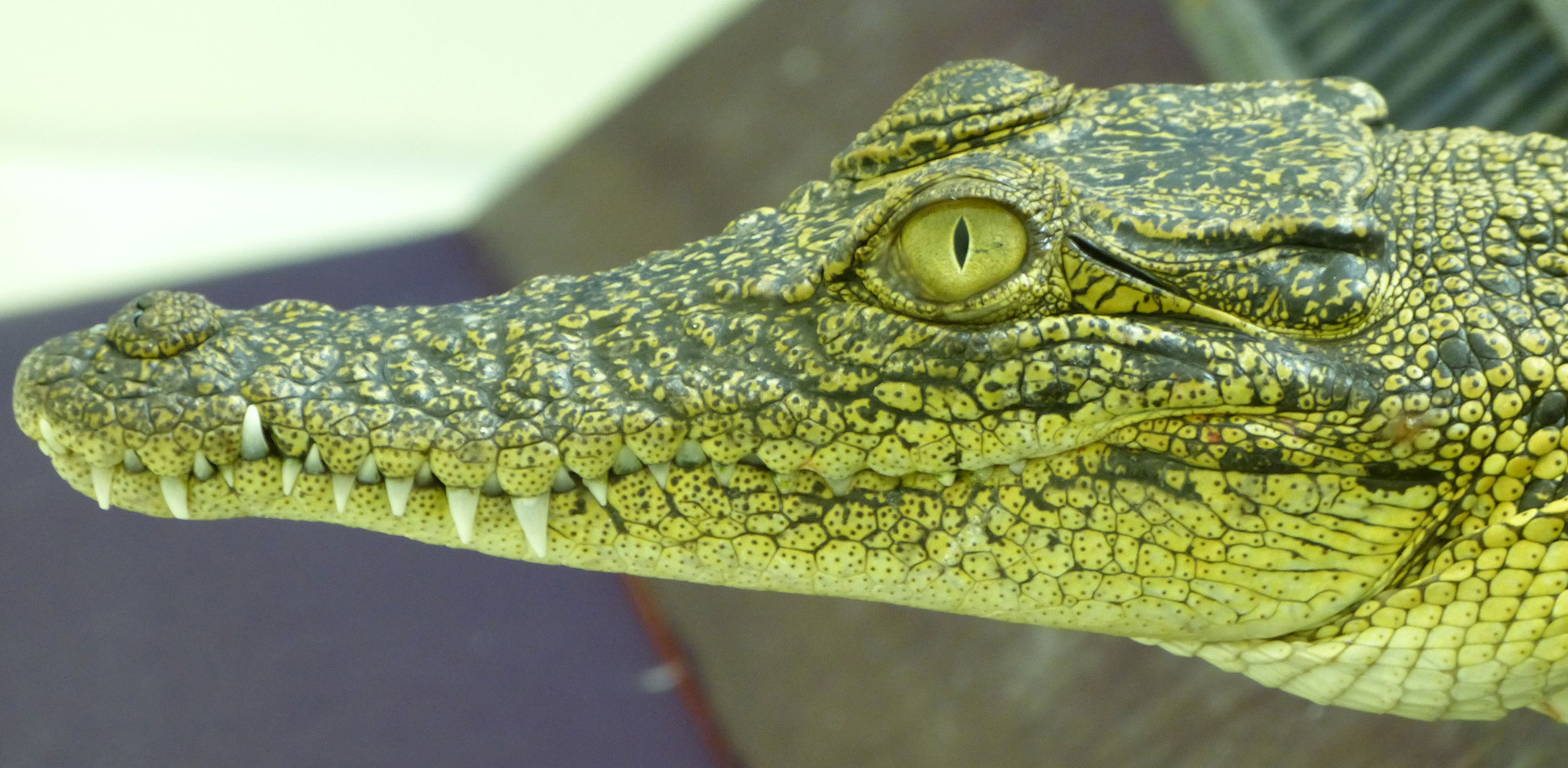 Crocodile eyes more sophisticated than previously thought ...