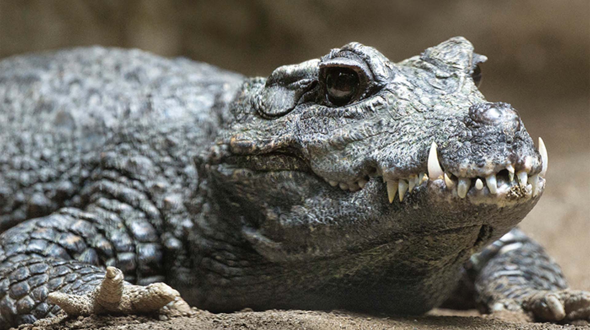Crocodilian | San Diego Zoo Animals & Plants