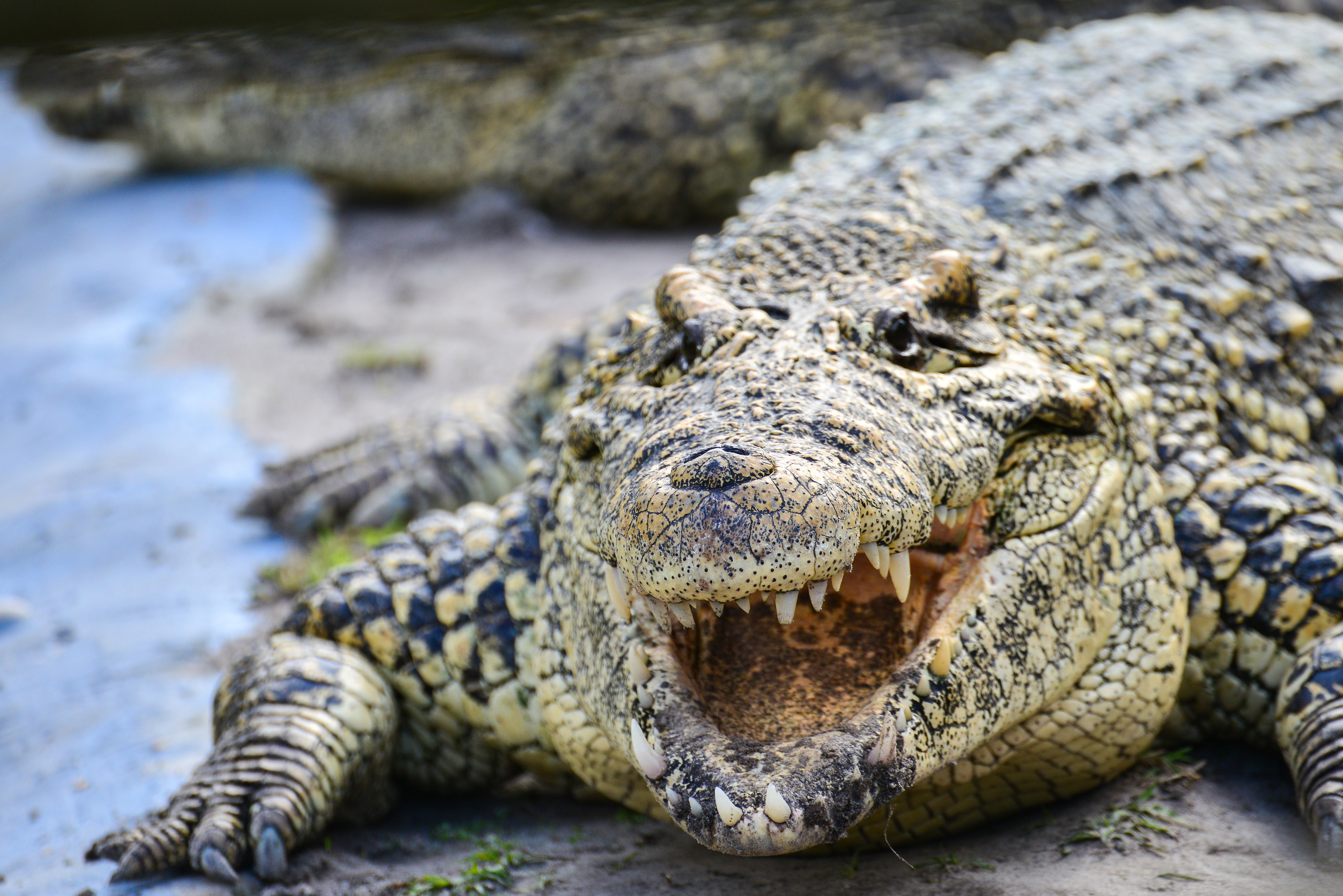 The Nile Crocodile in the Everglades - Captain Mitch's * Everglades ...
