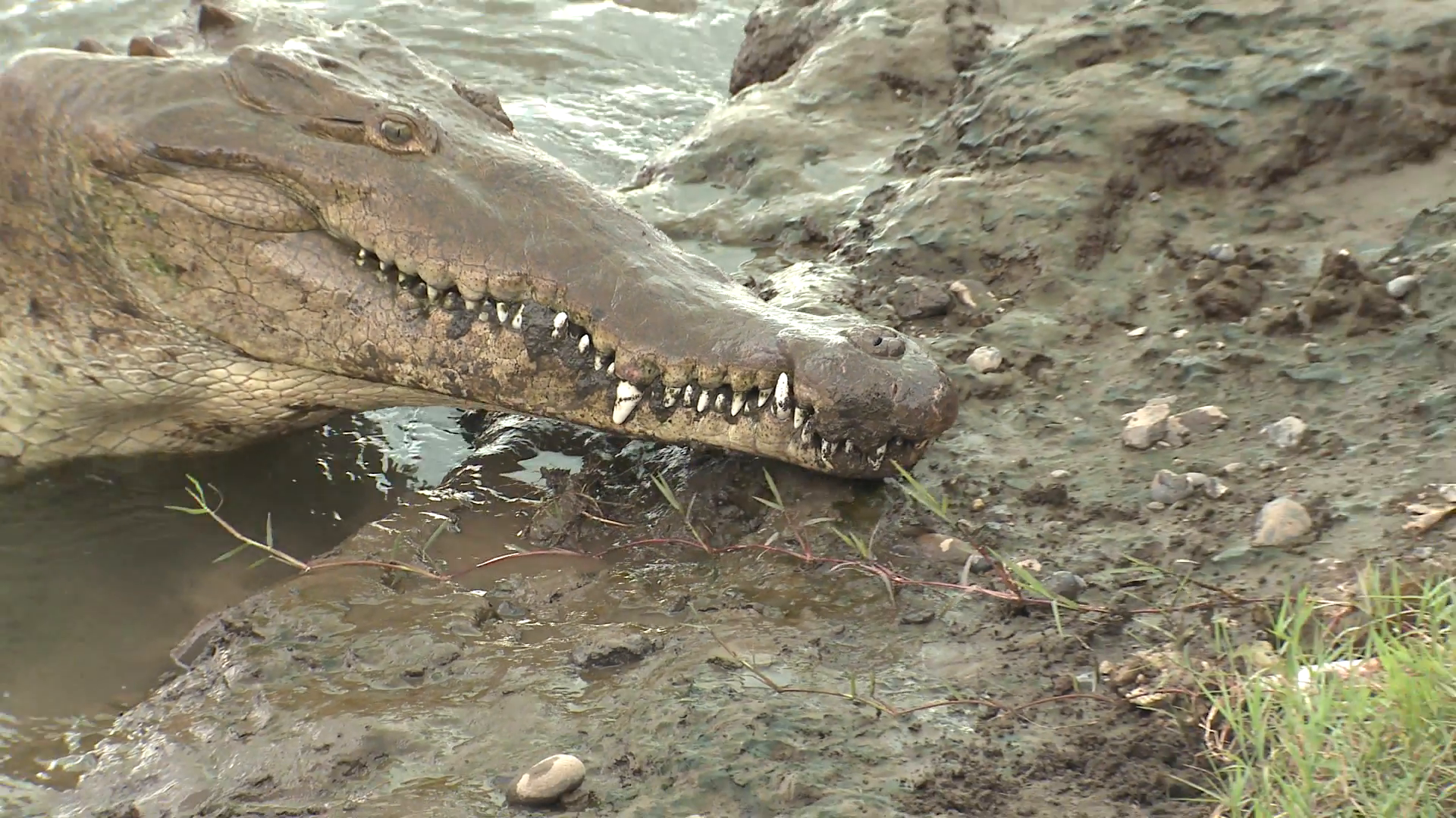 Saltwater Crocodile Adult Lone Winter Shore Stock Video Footage ...