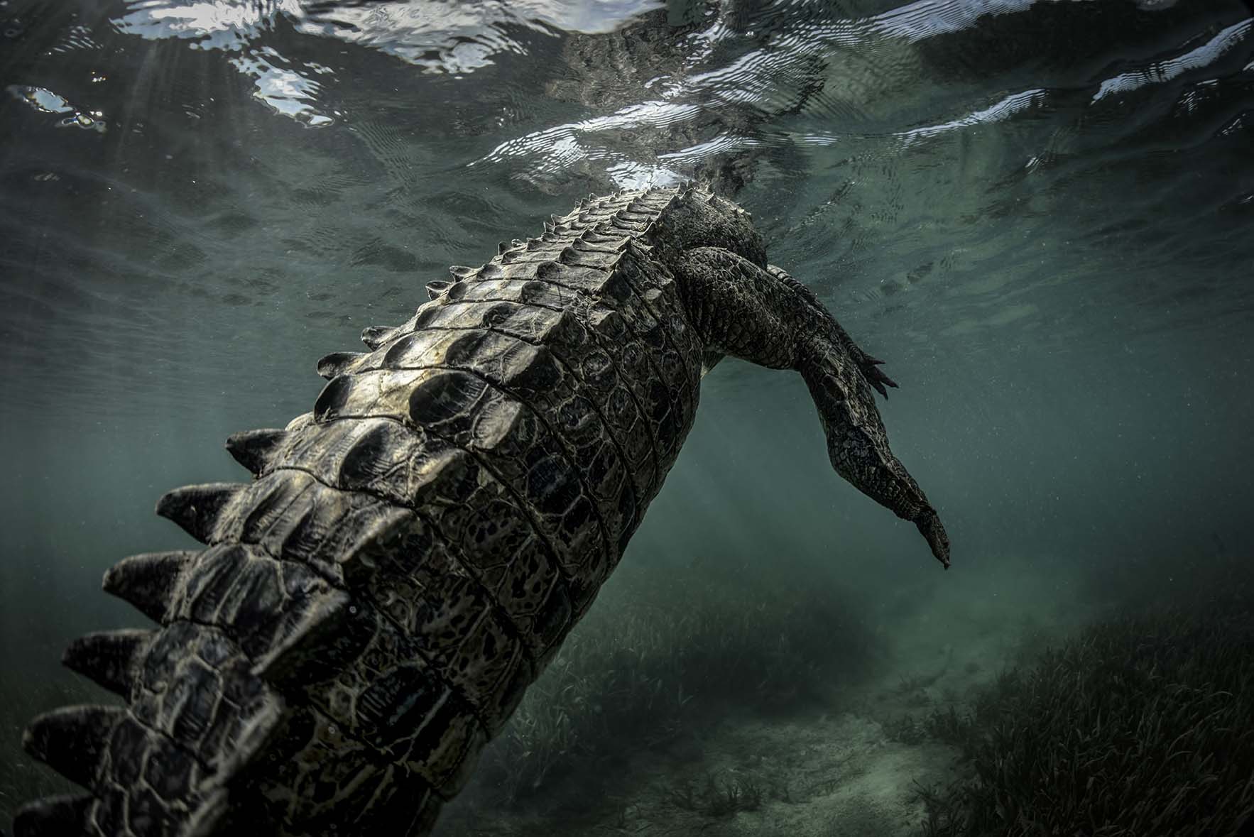 Crocodile Tail | Rodney Bursiel Photography