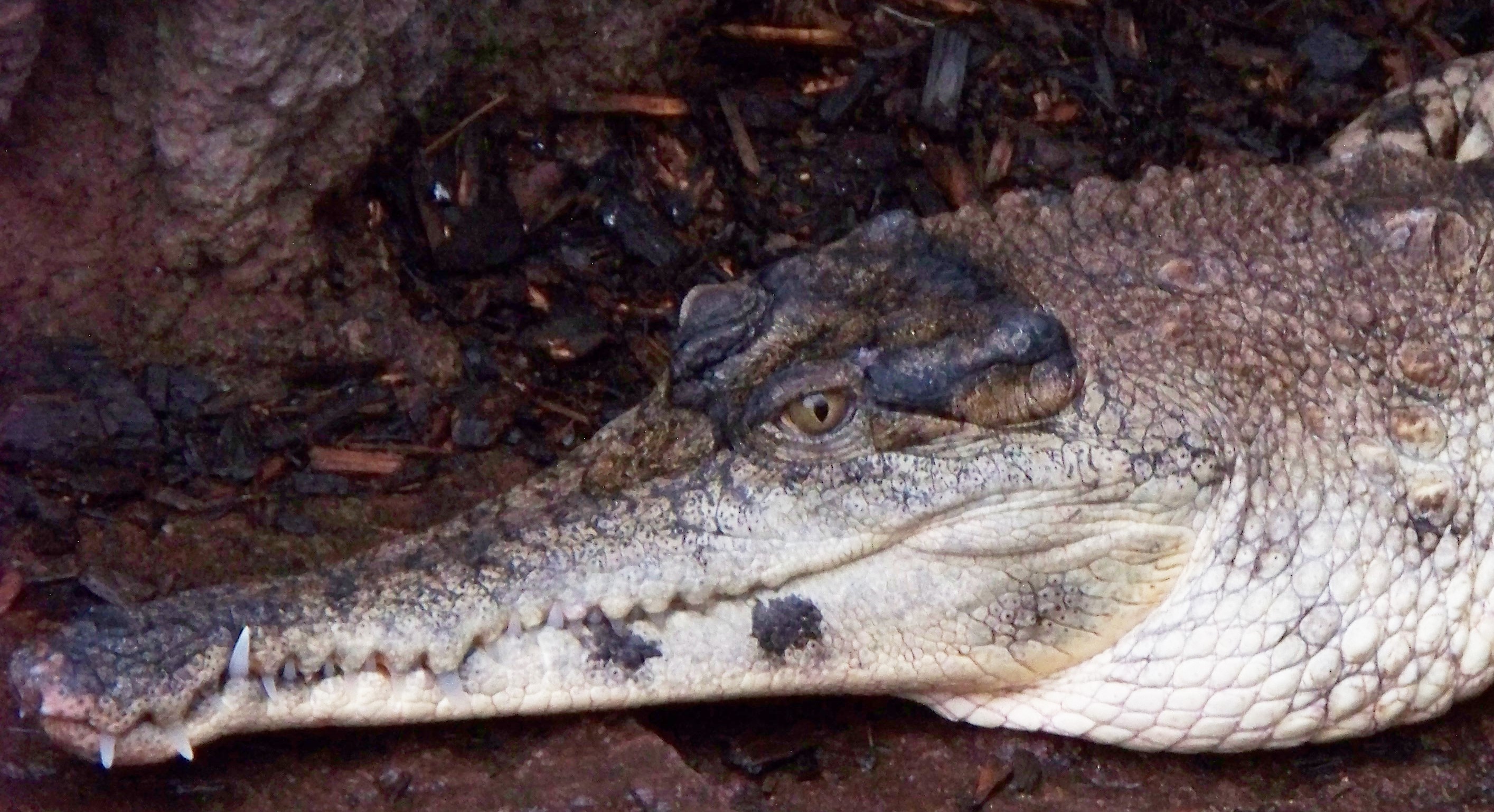 Slender-Snouted Crocodile | Crocodiles Of The World